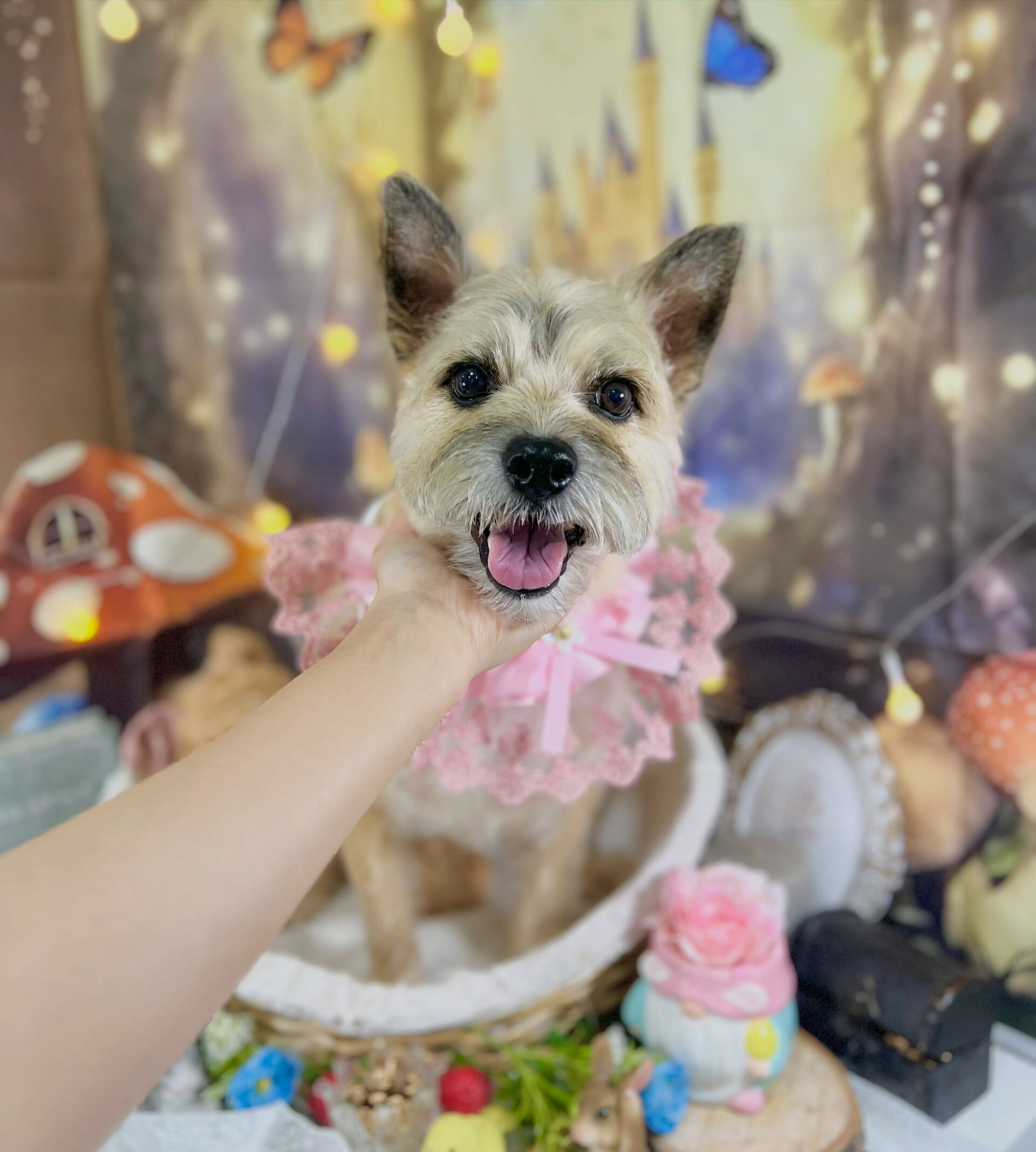 来店いただいた、ケアンテリアのきなこくんです🐶✨