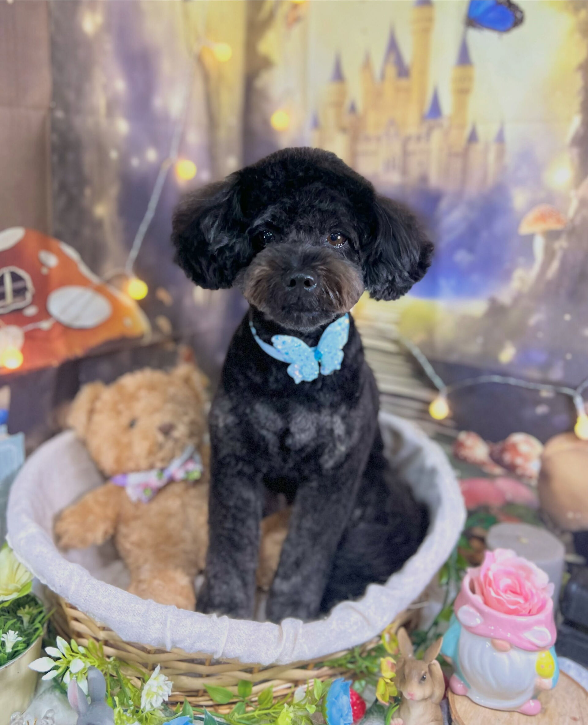 来店いただいた、ポメプーのコジローくんです🐶✨