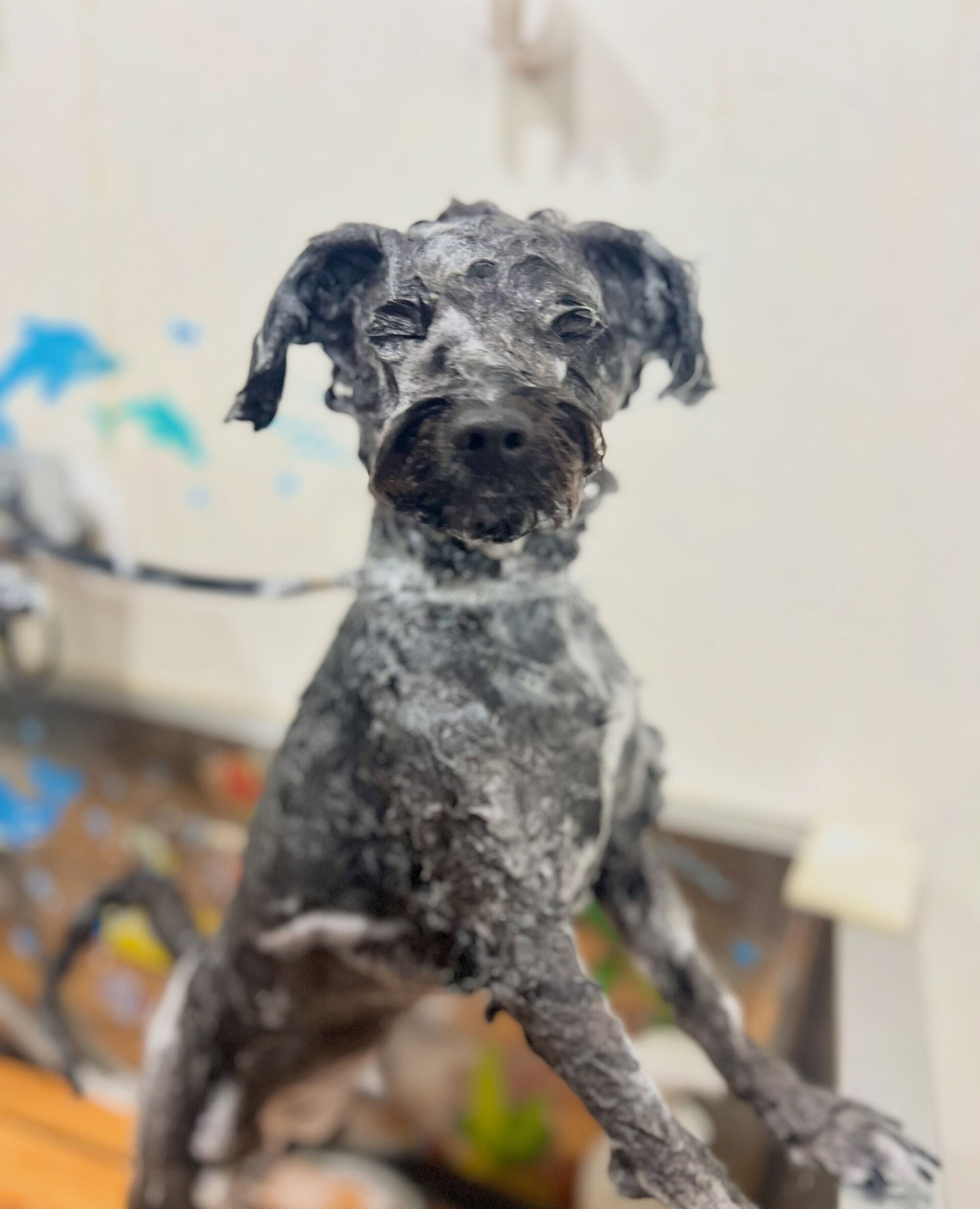 来店いただいた、ポメプーのコジローくんです🐶✨