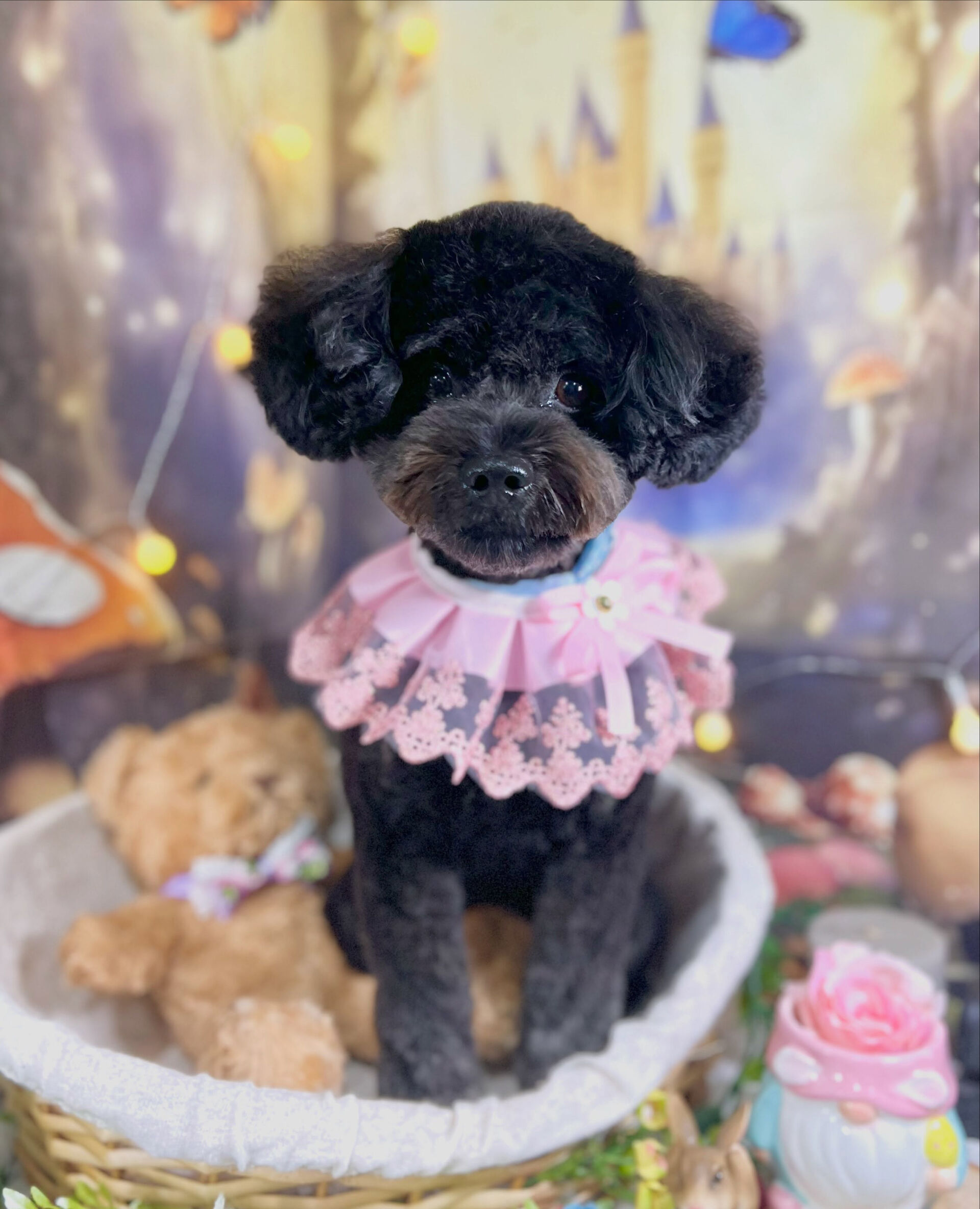来店いただいた、ポメプーのコジローくんです🐶✨