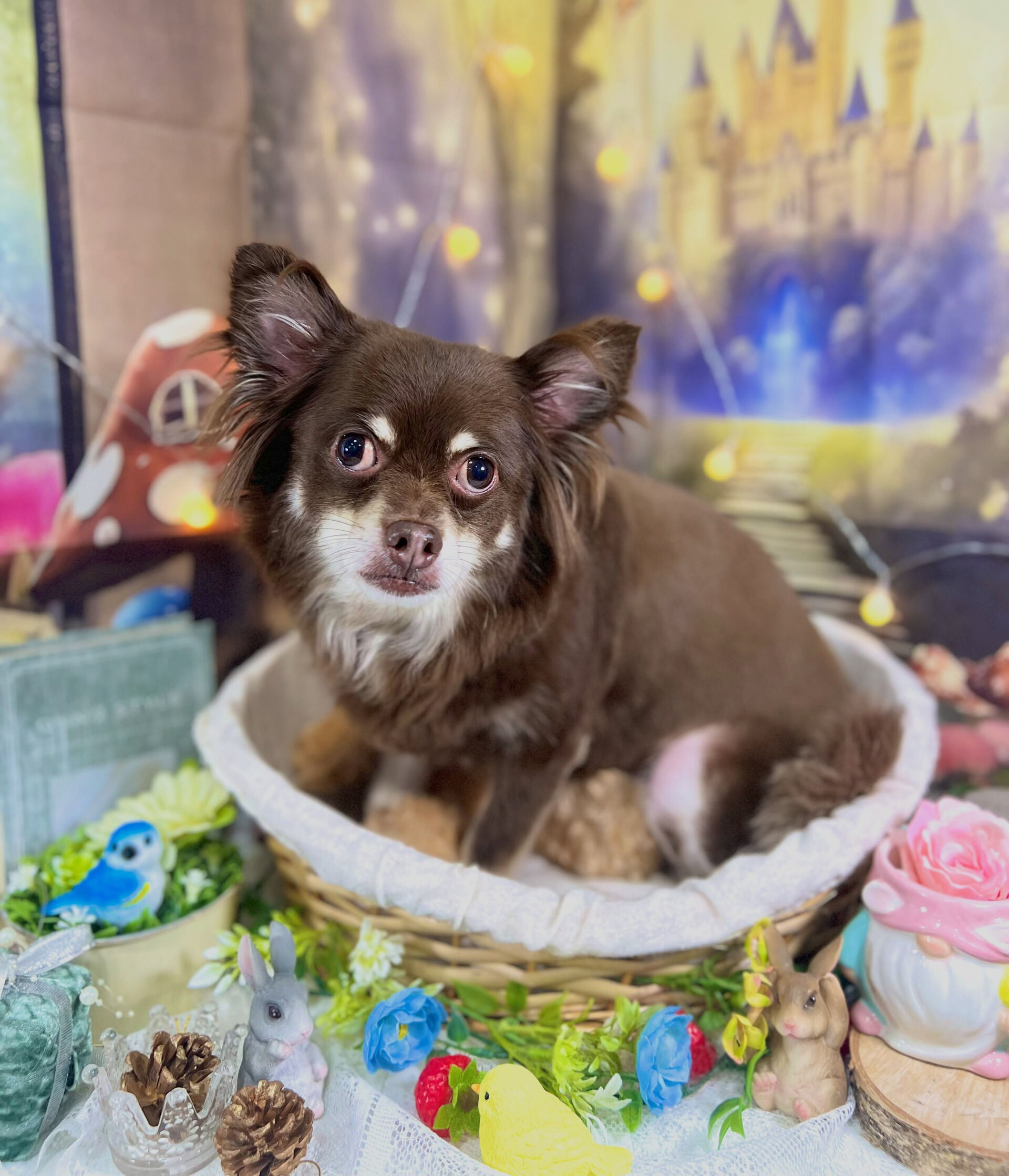 来店いただいた、チワワのりんくんです🐶✨