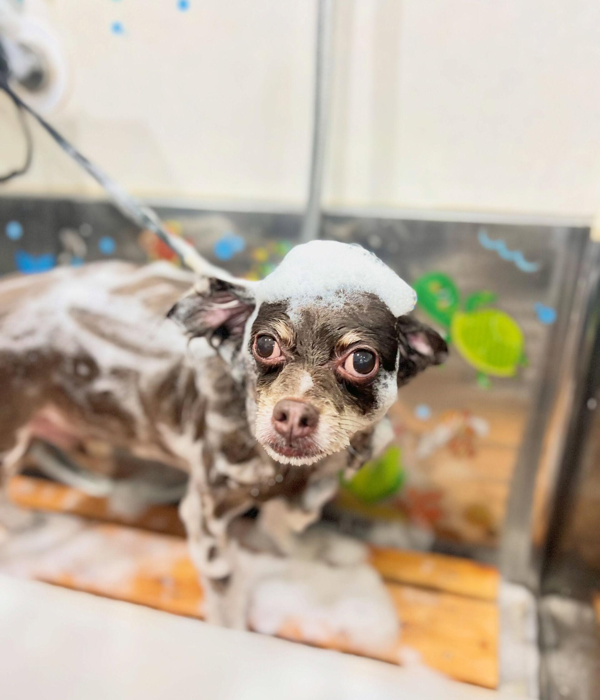 来店いただいた、チワワのりんくんです🐶✨