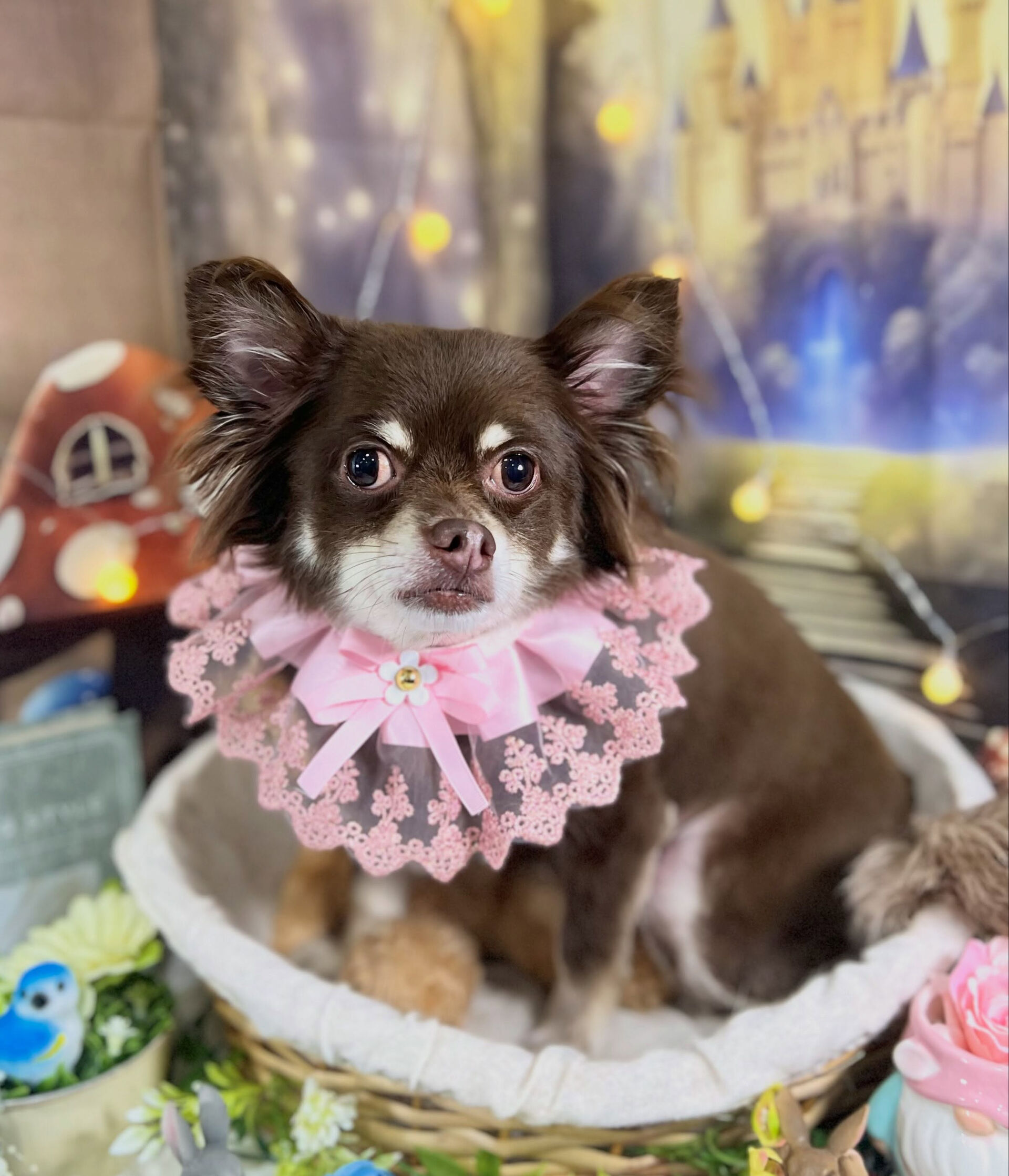 来店いただいた、チワワのりんくんです🐶✨