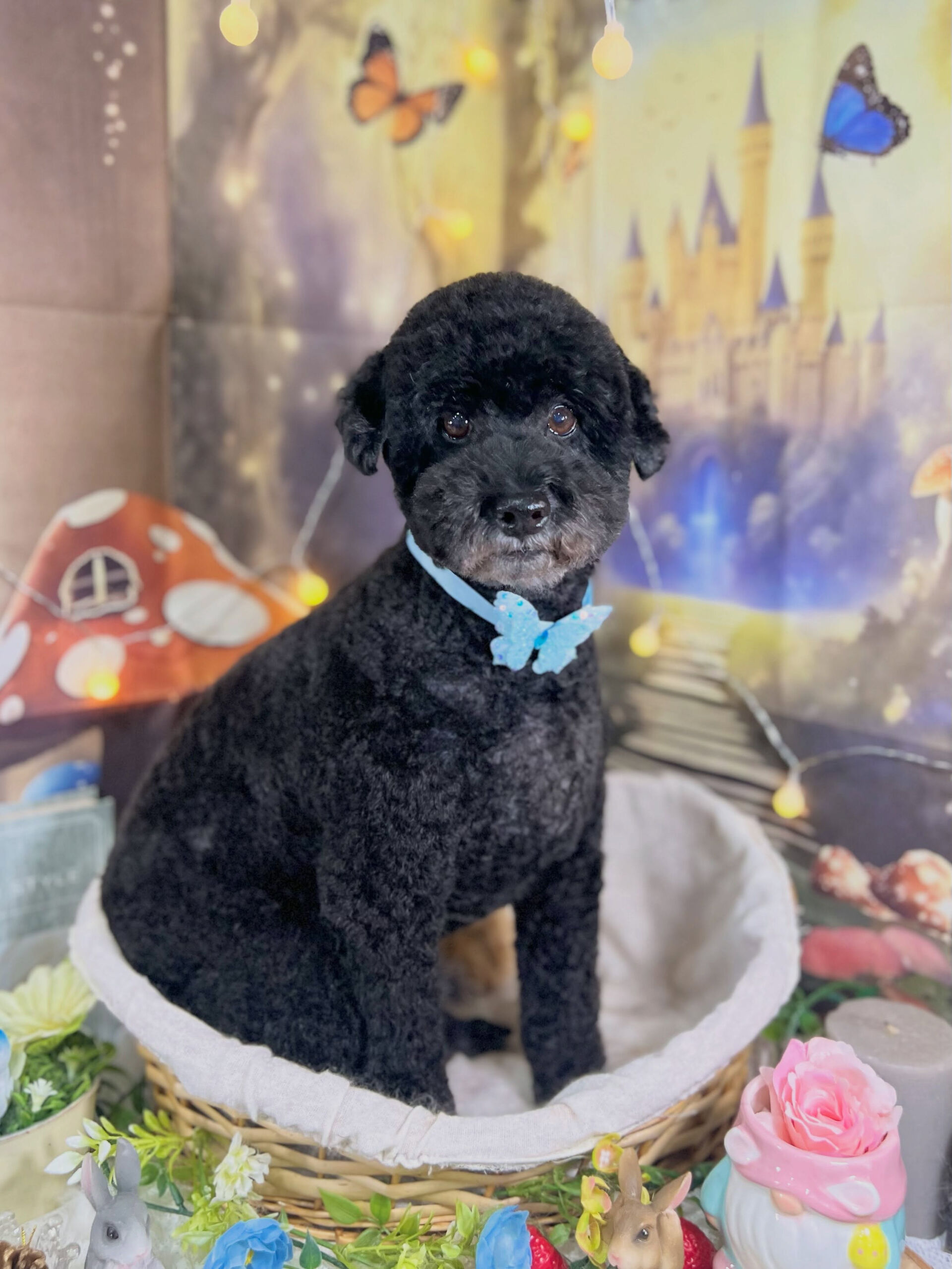 来店いただいた、トイプードルのマルくんです🐶✨