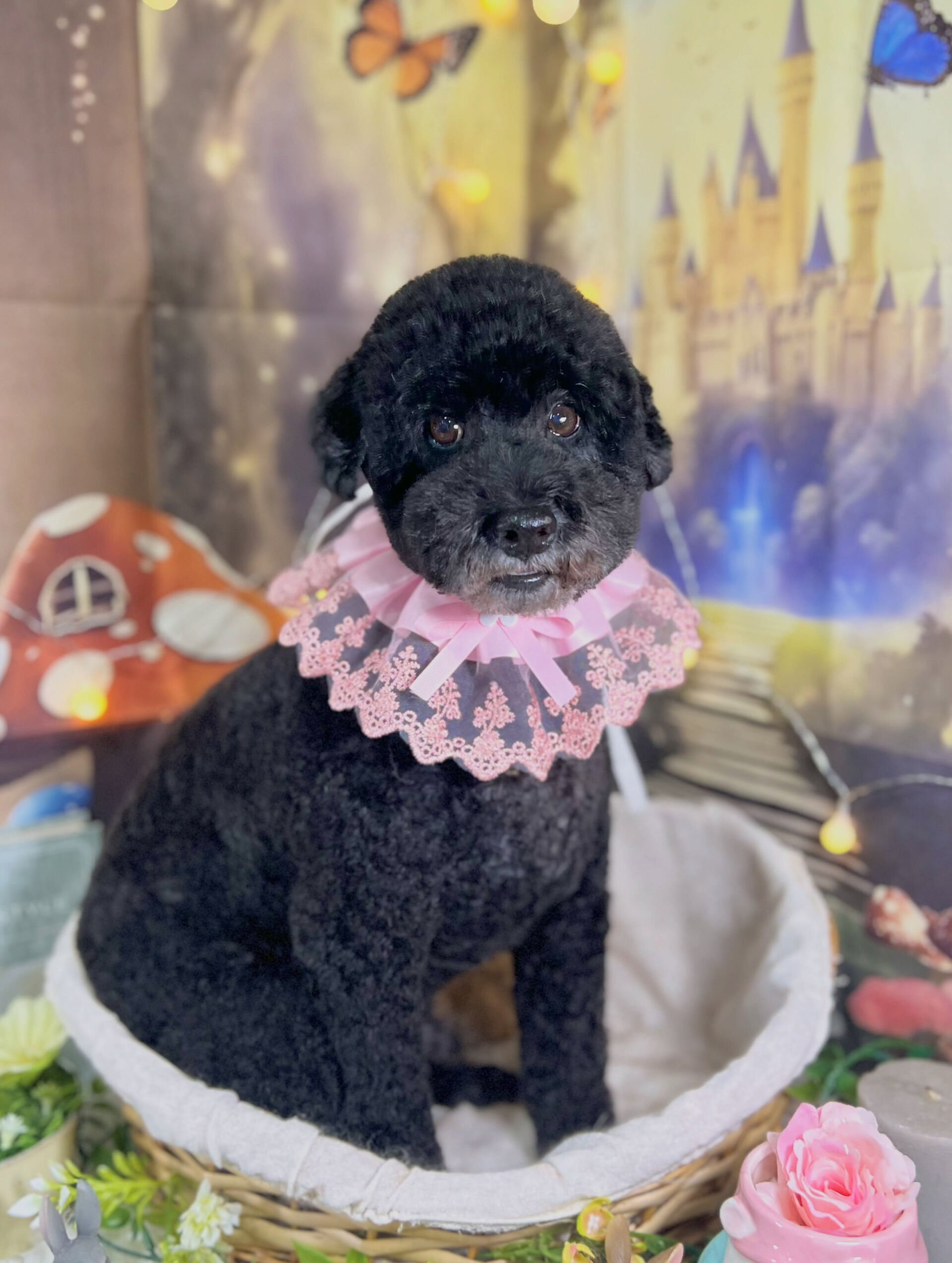 来店いただいた、トイプードルのマルくんです🐶✨