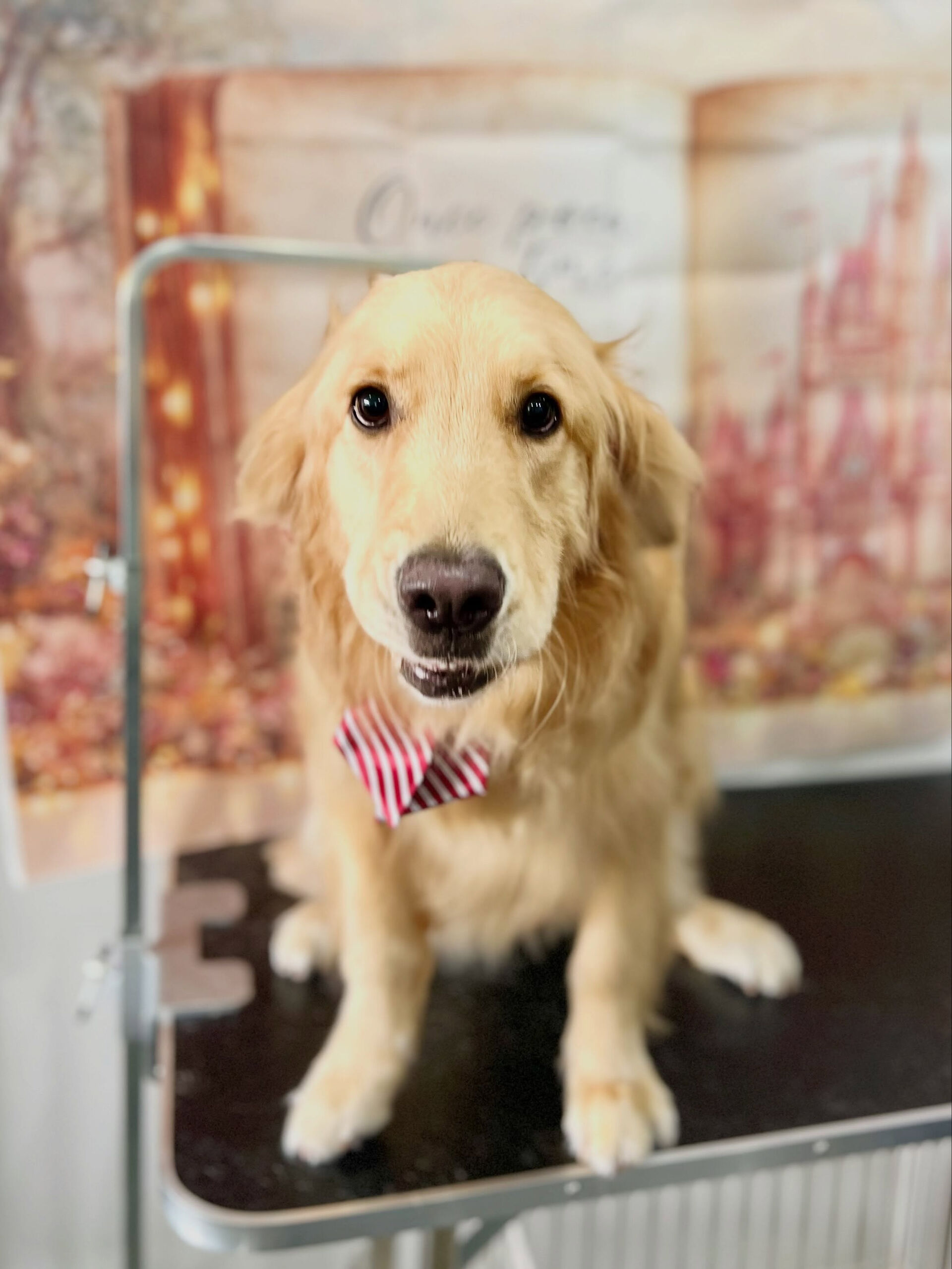 来店いただいた、ゴールデンのはなちゃんです🐶✨