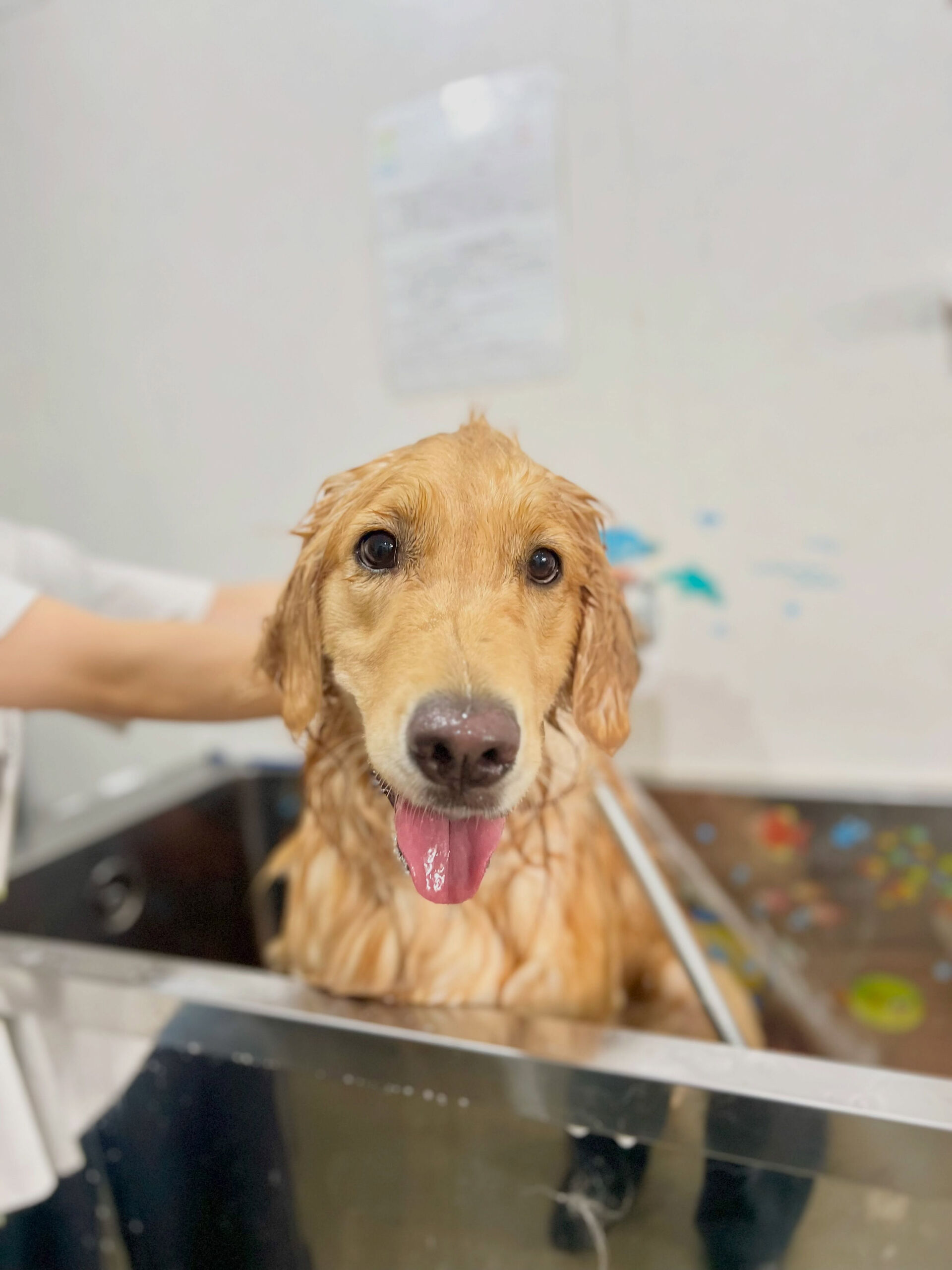 来店いただいた、ゴールデンのはなちゃんです🐶✨