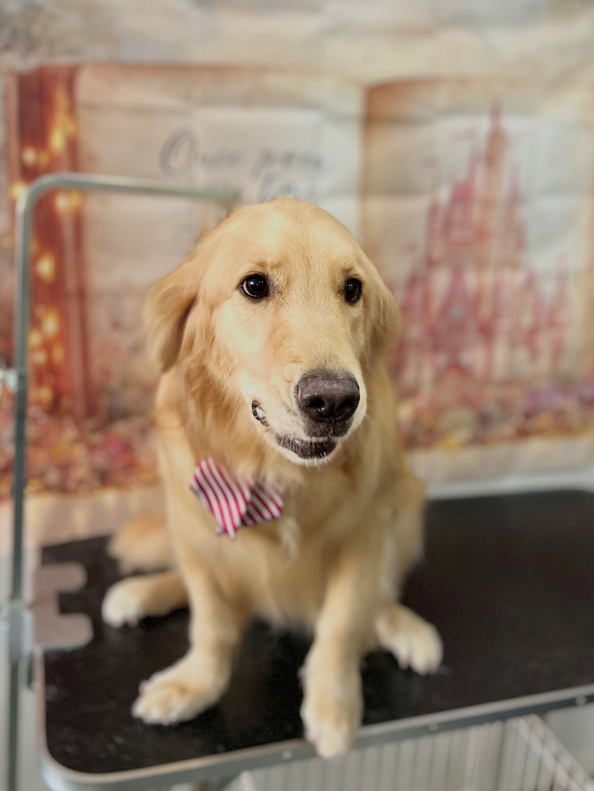 来店いただいた、ゴールデンのはなちゃんです🐶✨