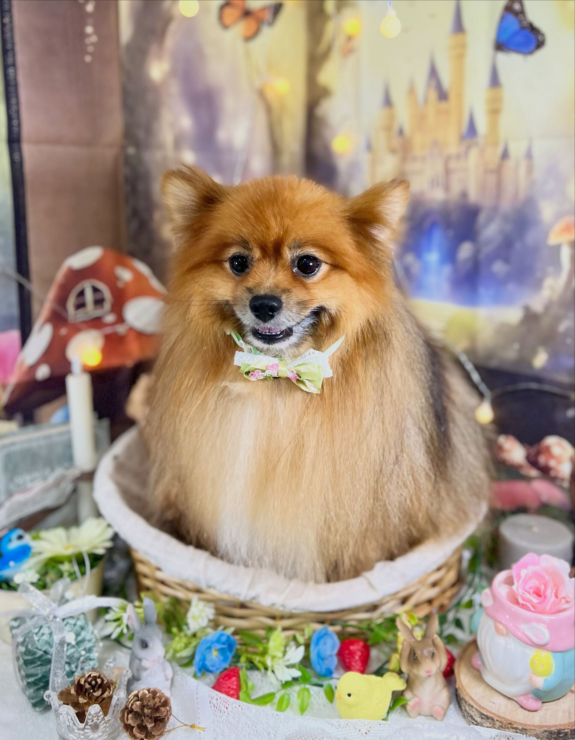 来店いただいた、ポメラニアンのごん太くんです🐶✨