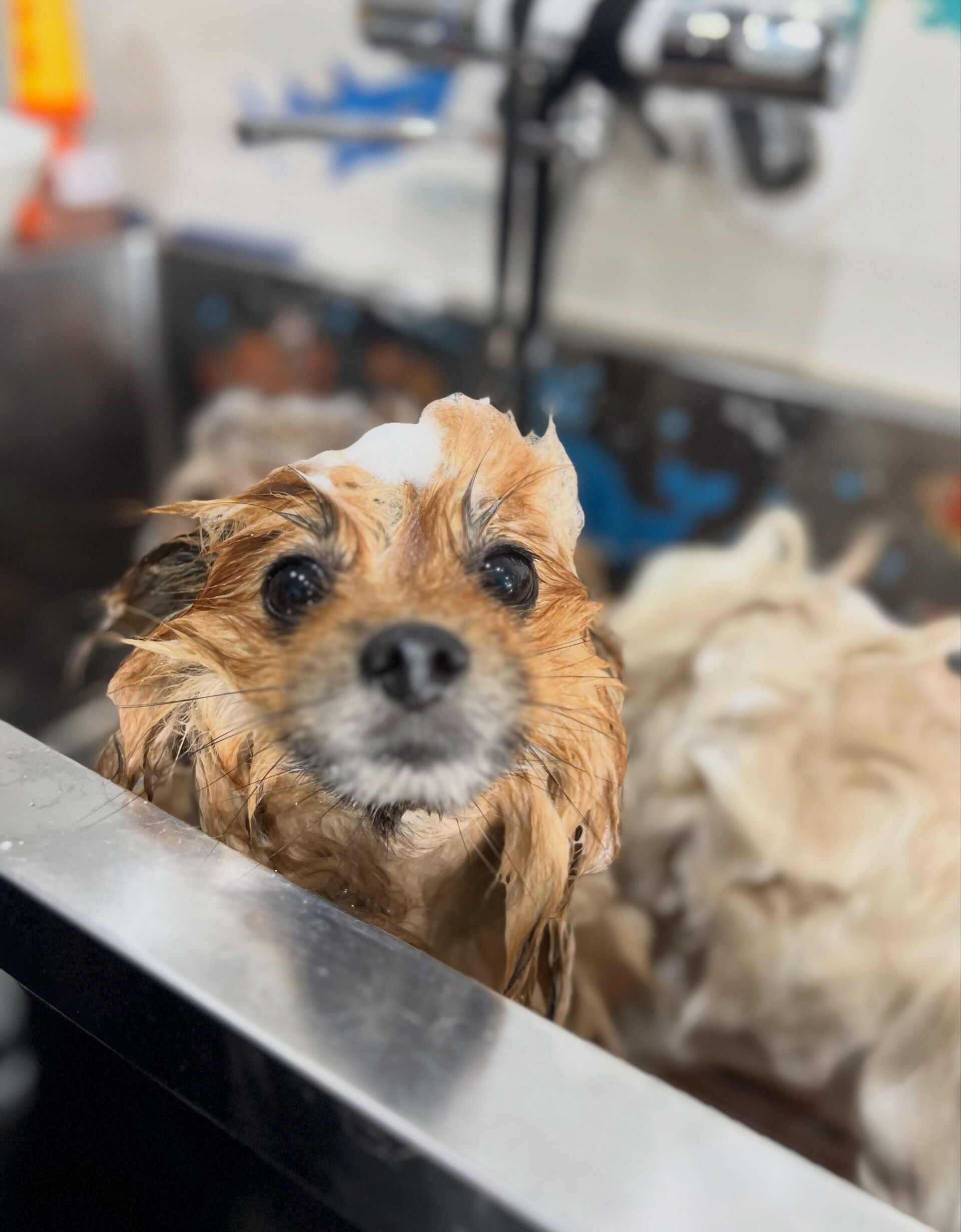 来店いただいた、ポメラニアンのごん太くんです🐶✨