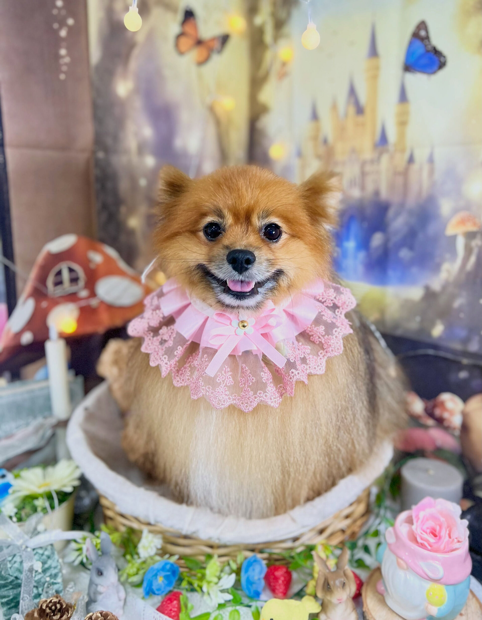 来店いただいた、ポメラニアンのごん太くんです🐶✨