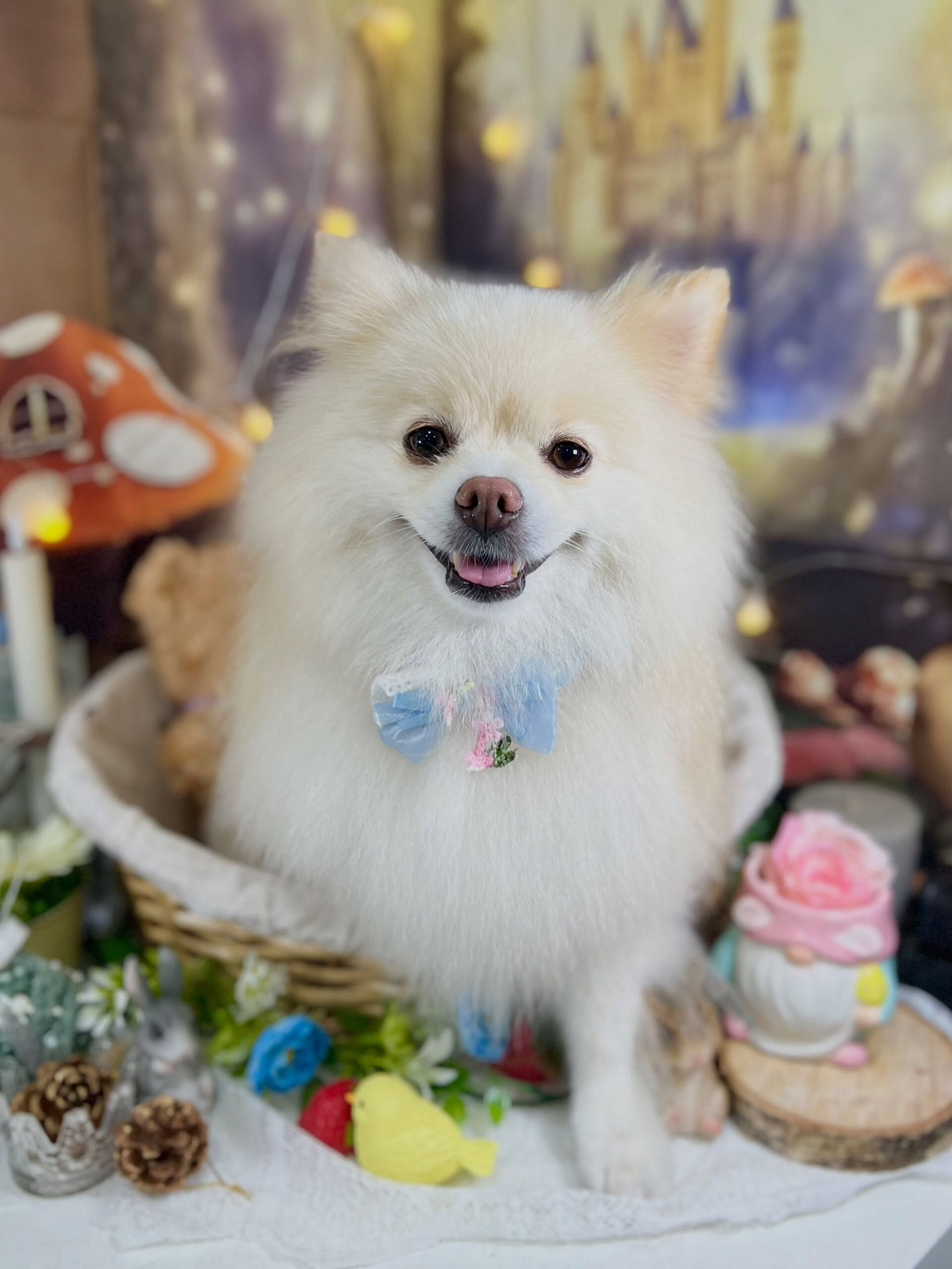 来店いただいた、ポメラニアンのはな子ちゃんです🐶✨