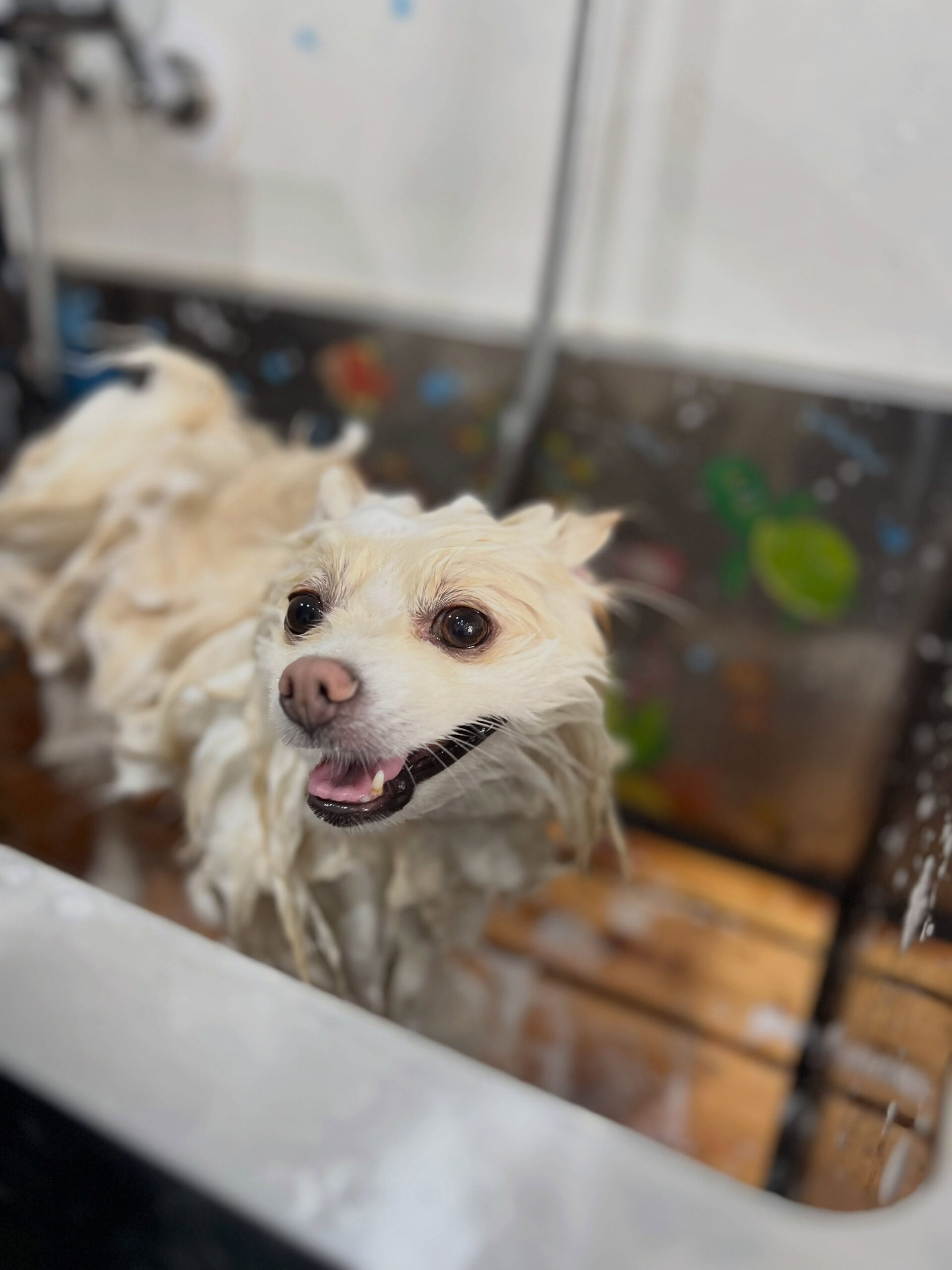 来店いただいた、ポメラニアンのはな子ちゃんです🐶✨