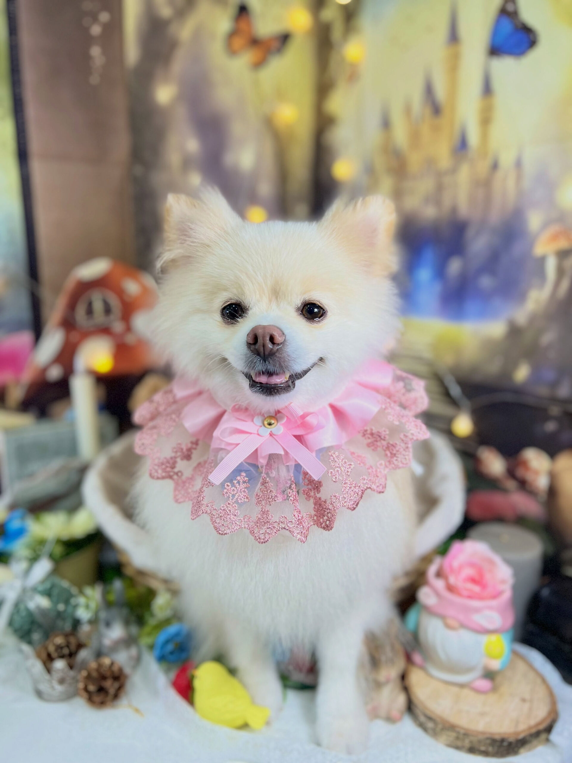 来店いただいた、ポメラニアンのはな子ちゃんです🐶✨