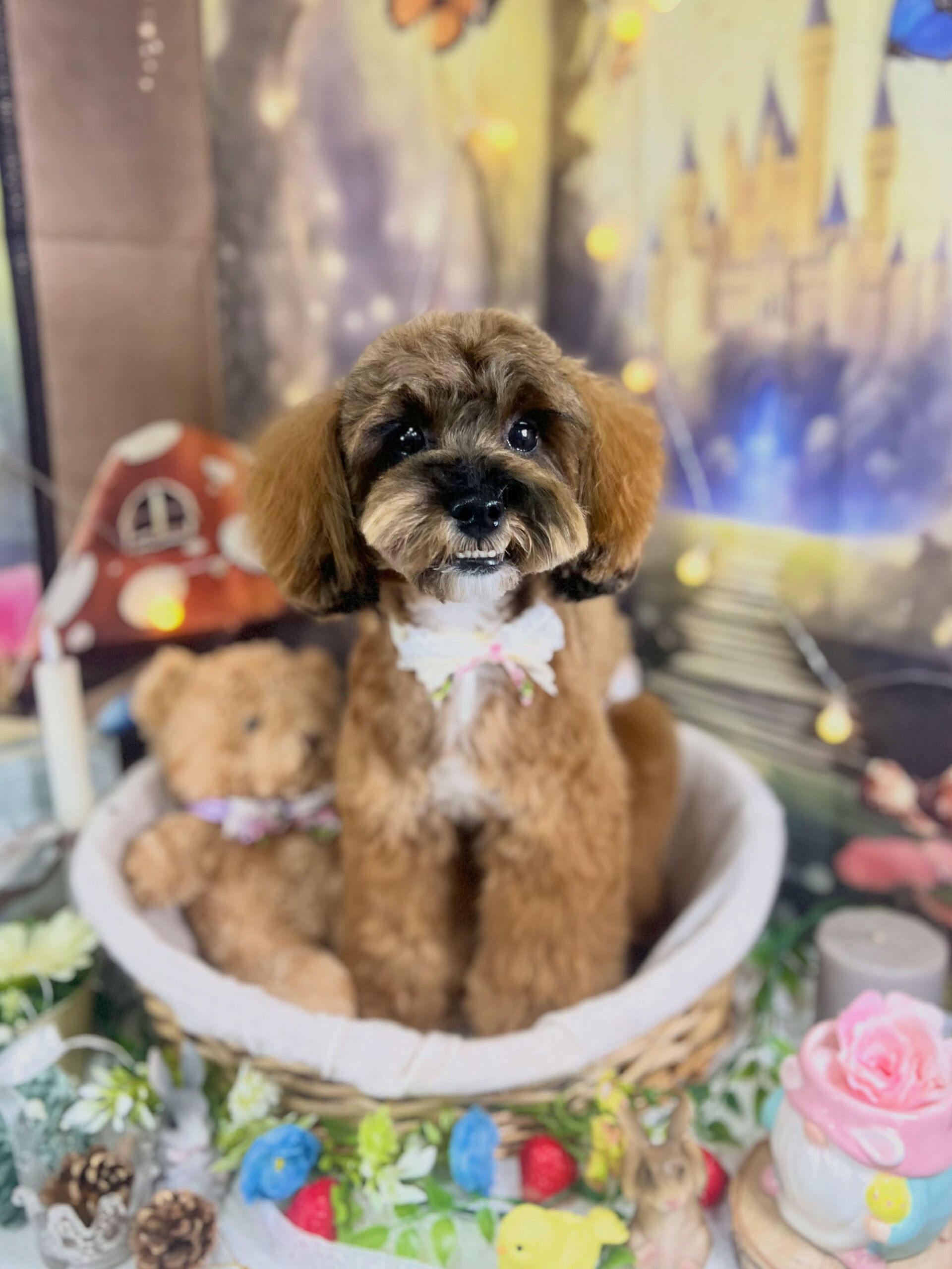 来店いただいた、シーズープーのはなちゃんです🐶✨