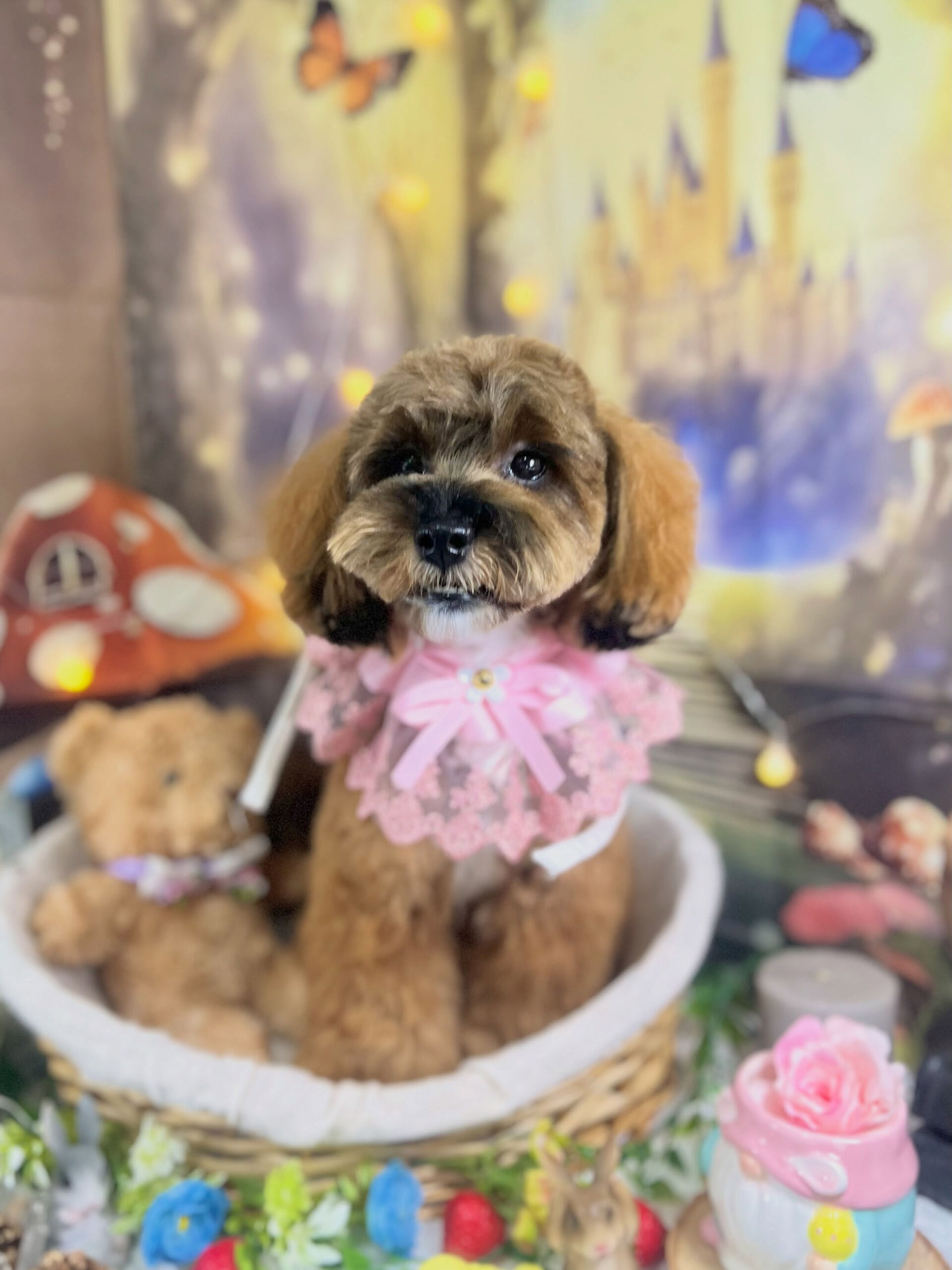 来店いただいた、シーズープーのはなちゃんです🐶✨