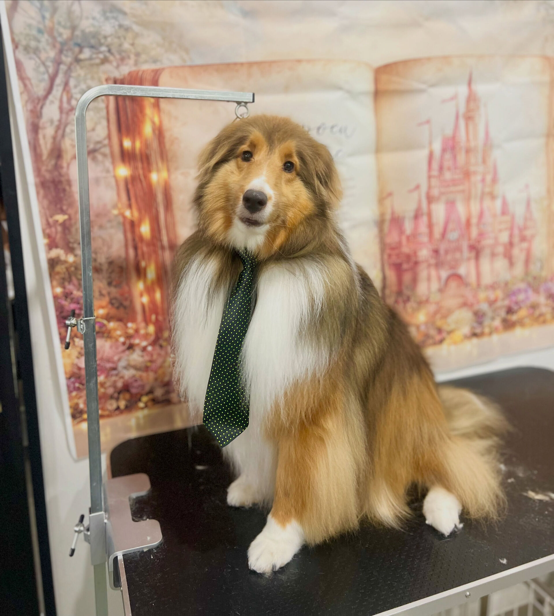 来店いただいた、シェルティのしるきーくんです🐶✨