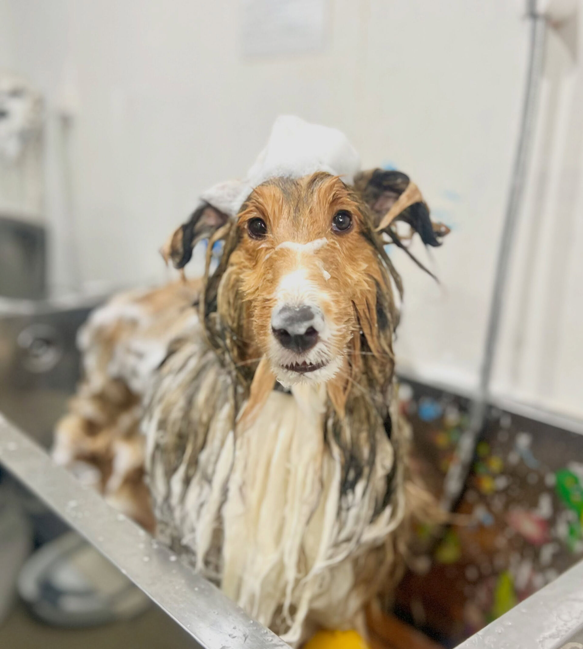 来店いただいた、シェルティのしるきーくんです🐶✨