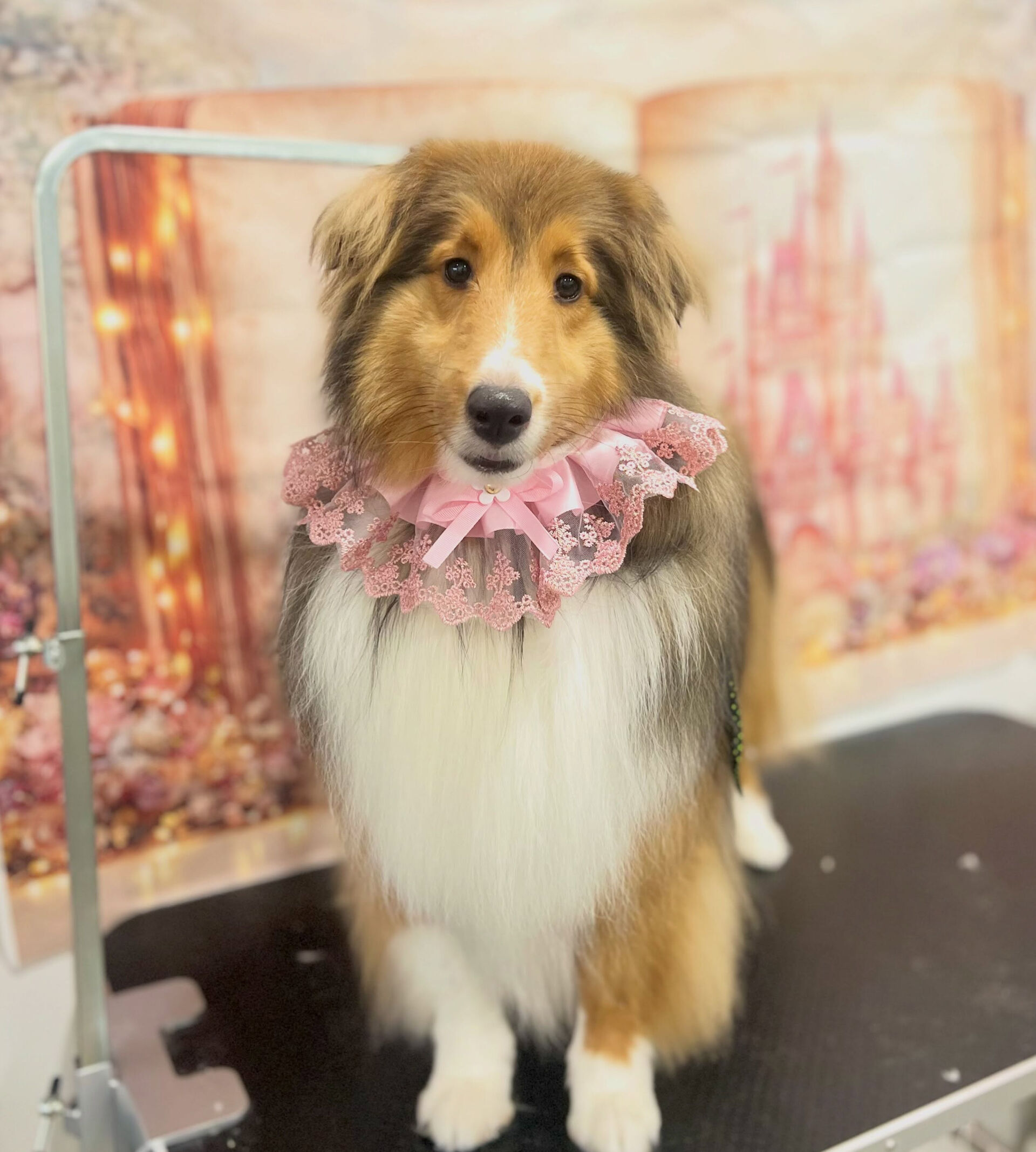 来店いただいた、シェルティのしるきーくんです🐶✨