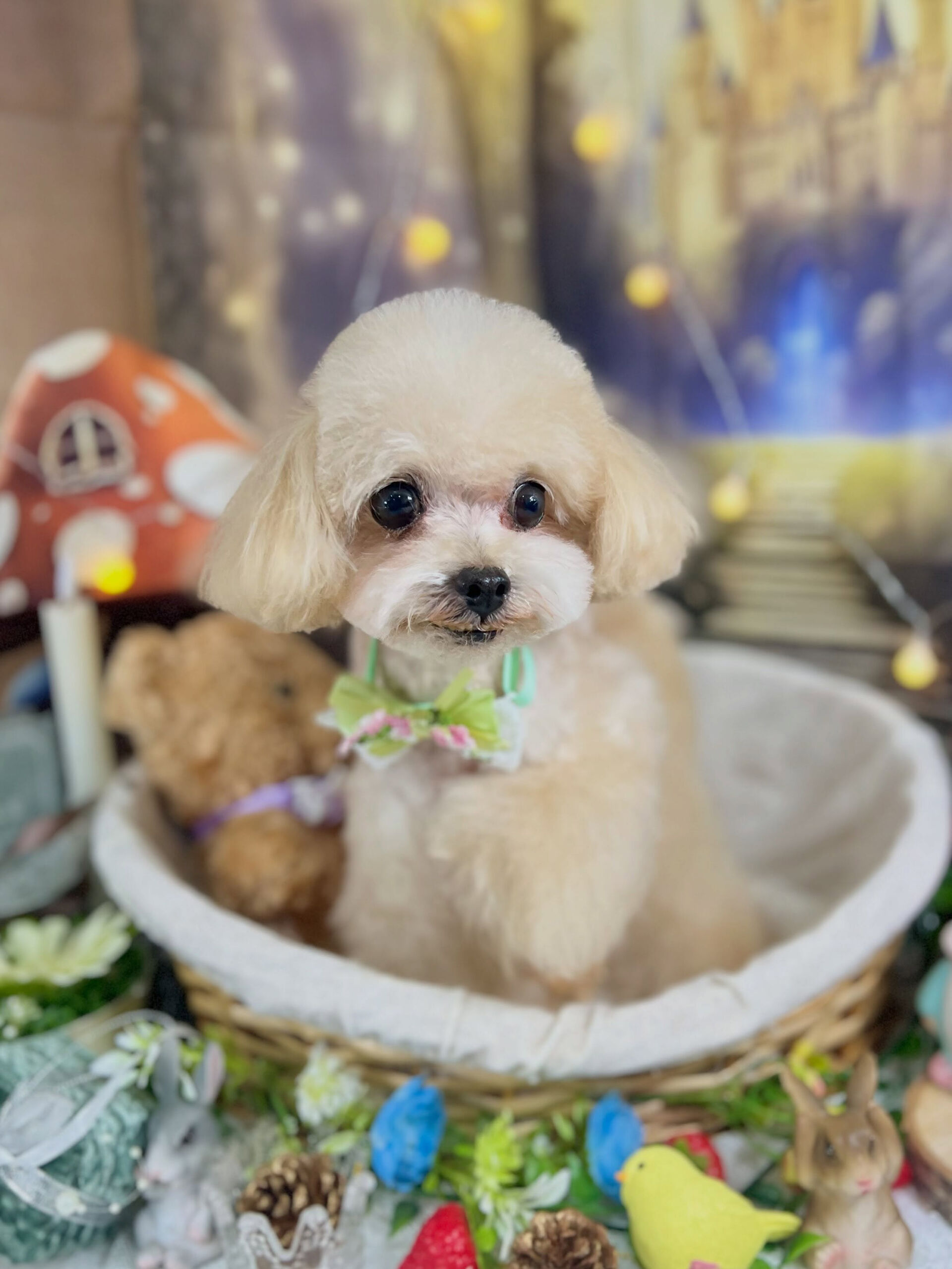 来店いただいた、トイプードルのソイくんです🐶✨