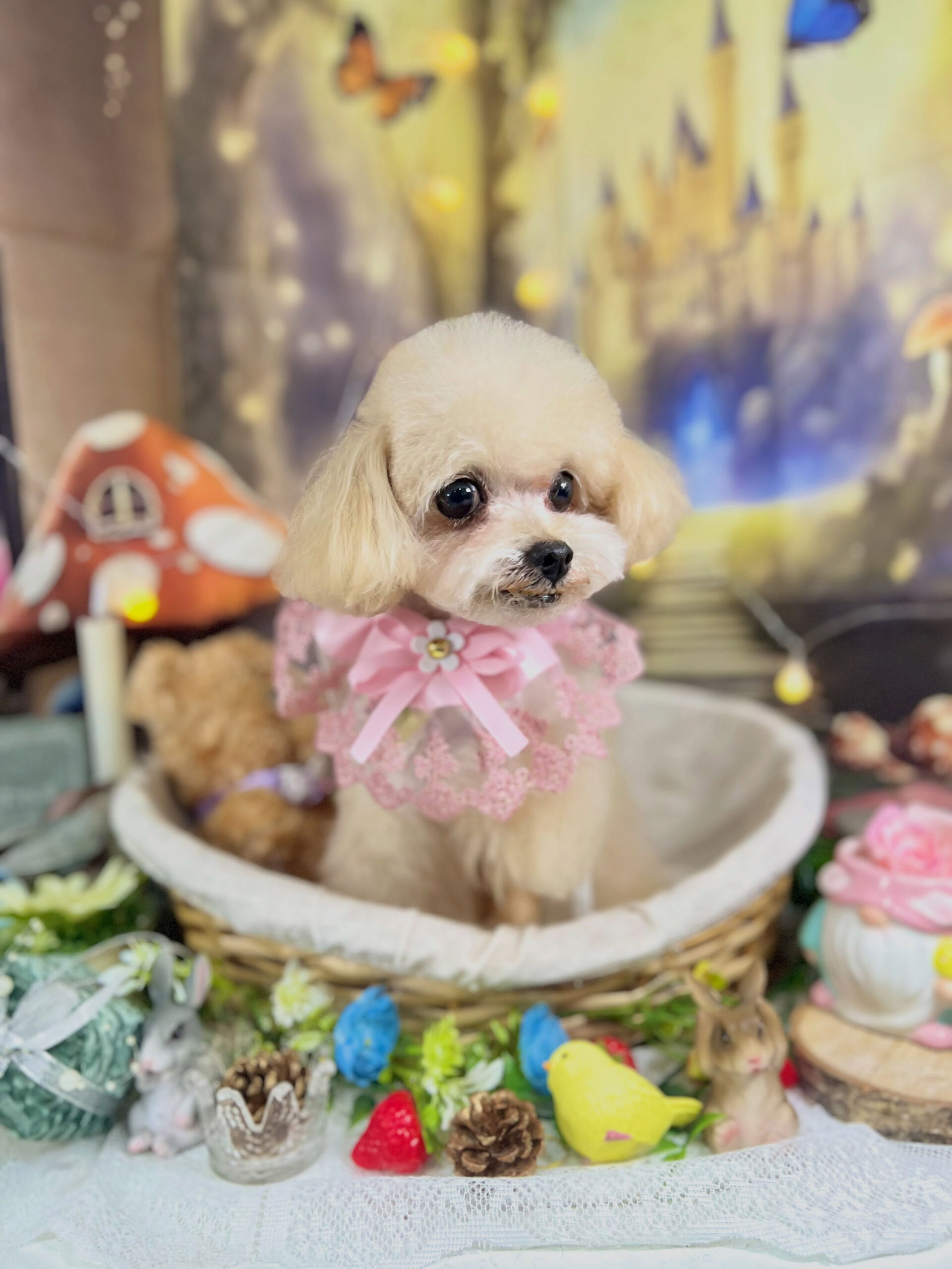 来店いただいた、トイプードルのソイくんです🐶✨