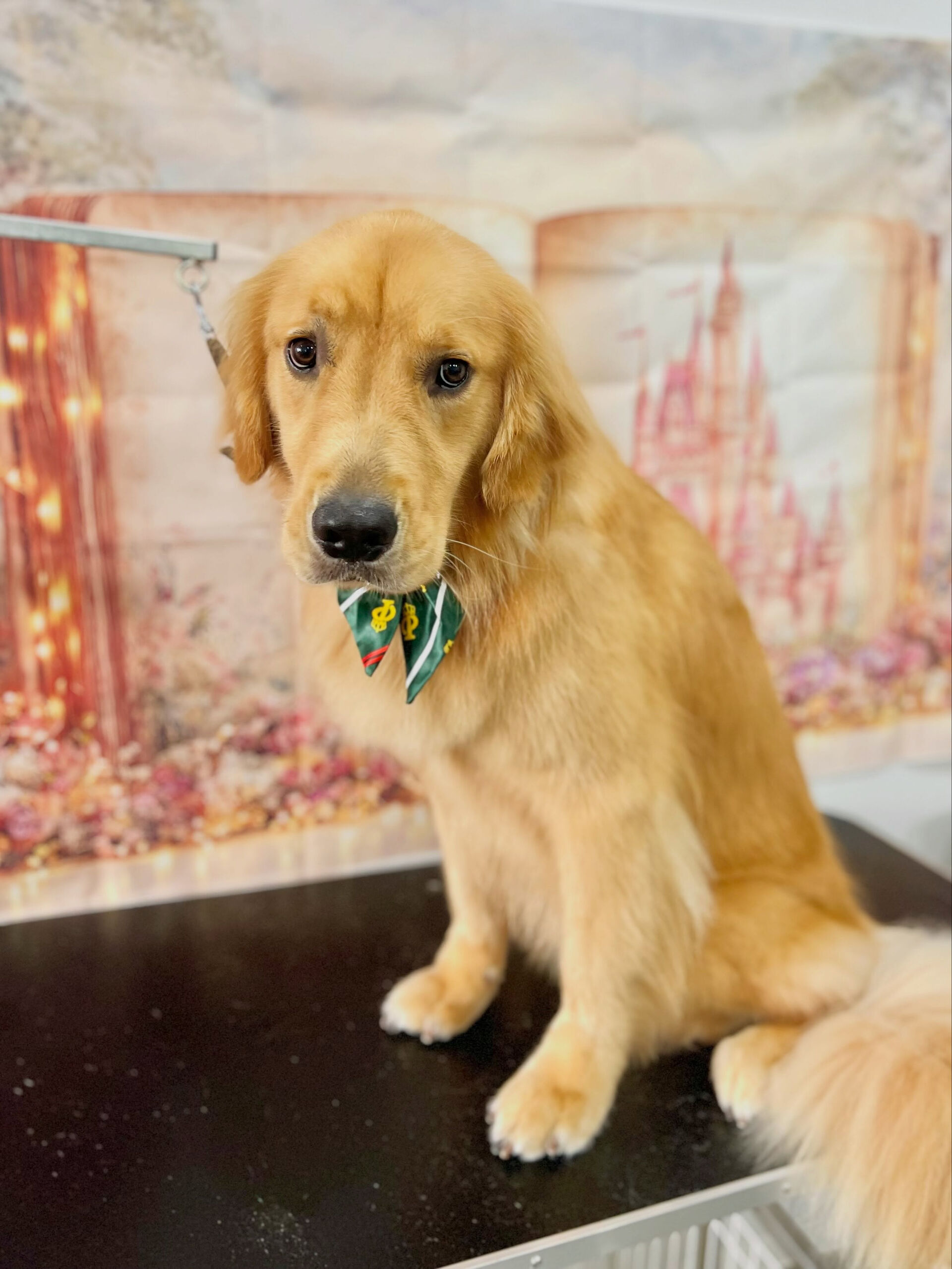 来店いただいた、ゴールデンのリクくんです🐶✨