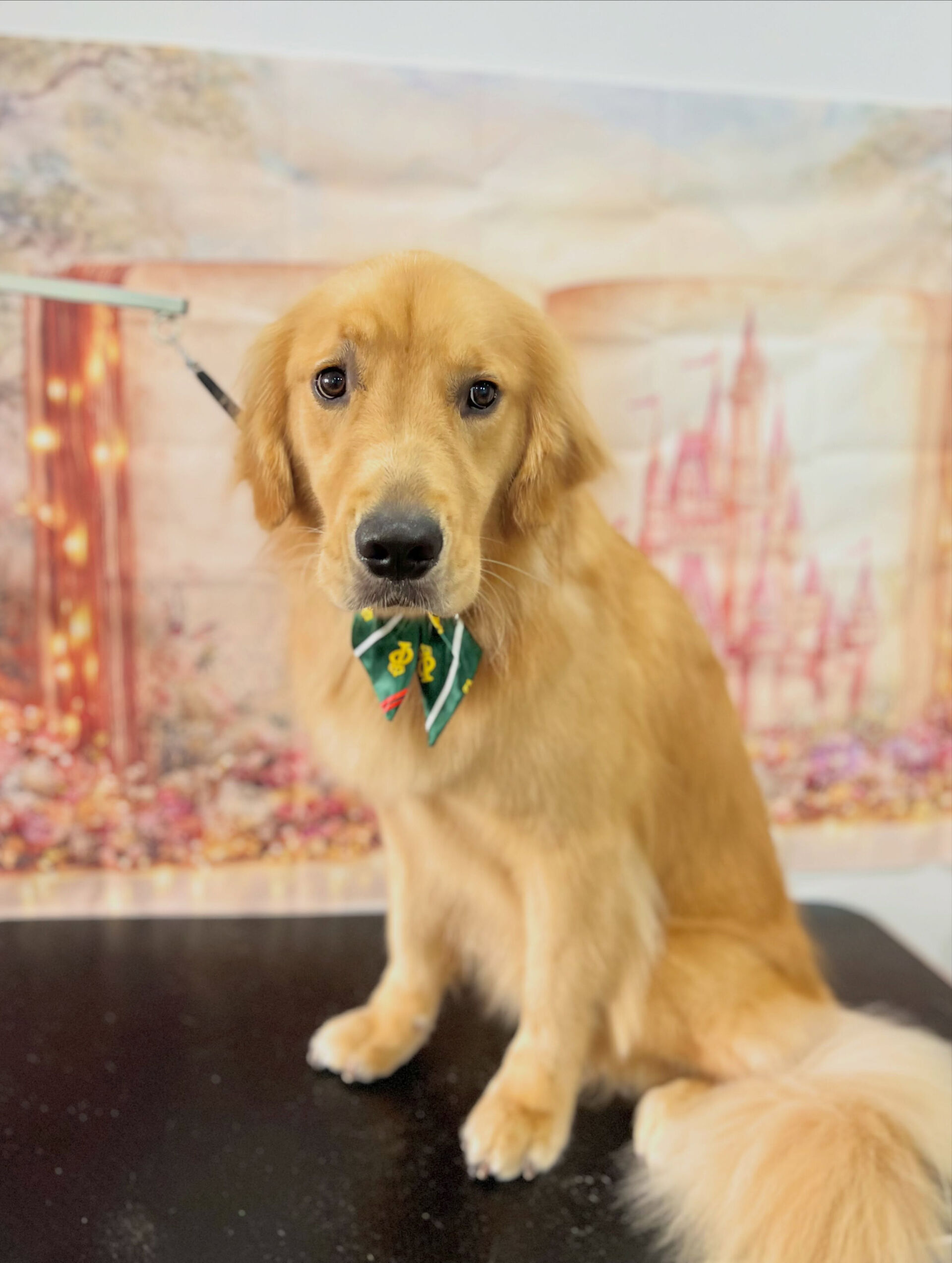 来店いただいた、ゴールデンのリクくんです🐶✨