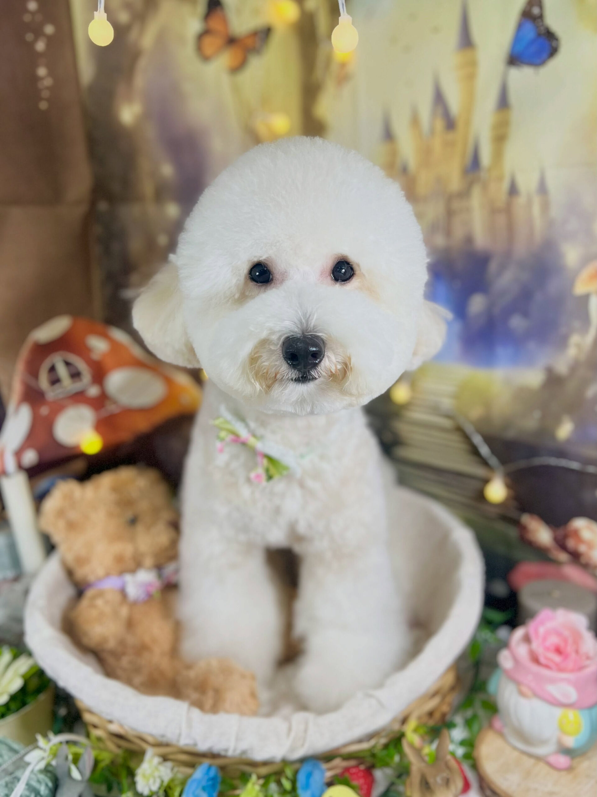 来店いただいた、ビションプーのププくんです🐶✨