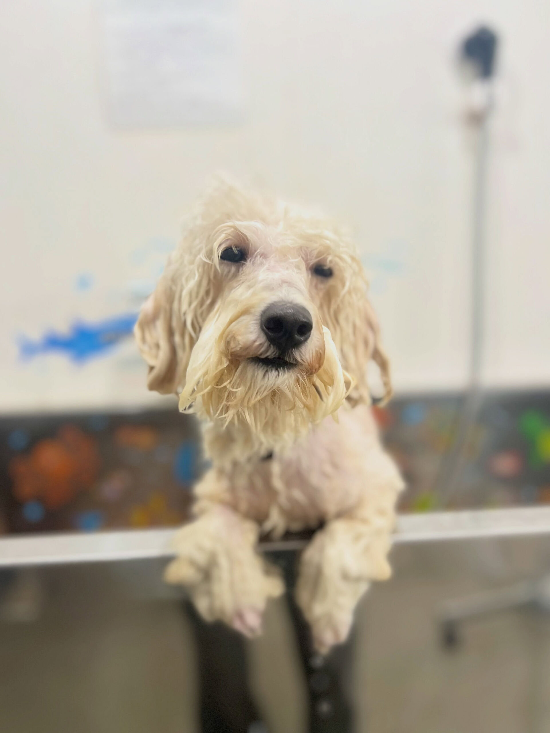 来店いただいた、ビションプーのププくんです🐶✨