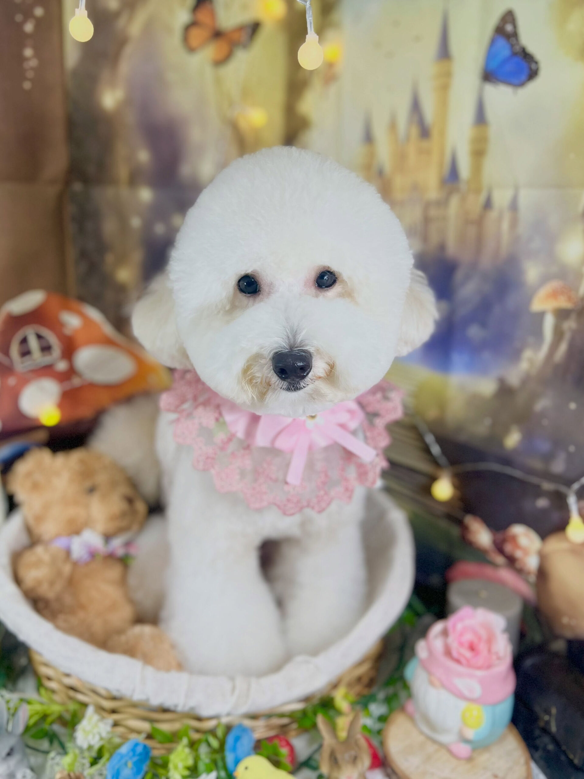 来店いただいた、ビションプーのププくんです🐶✨
