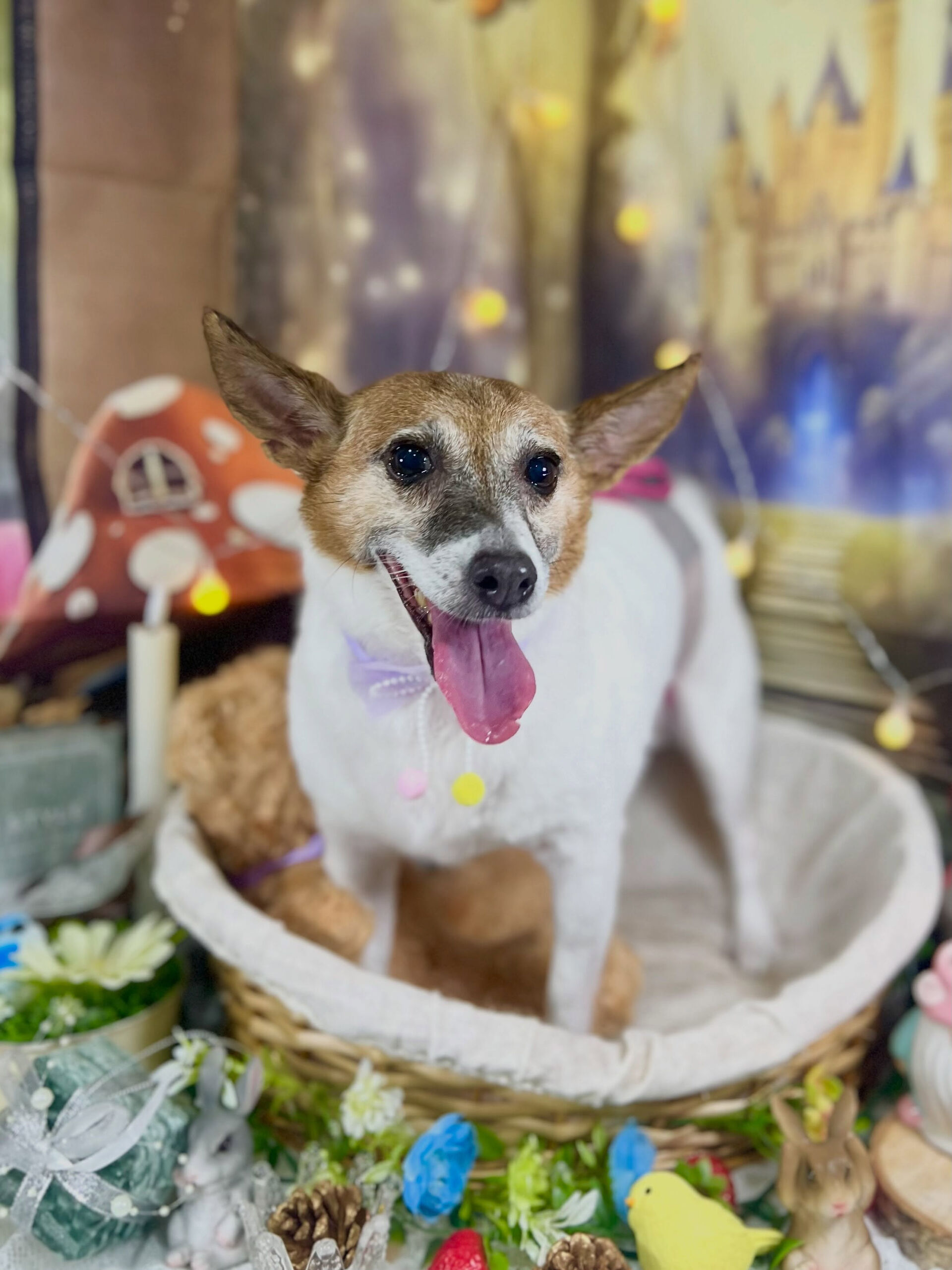 来店いただいた、ジャックラッセルのアイズちゃんです🐶✨
