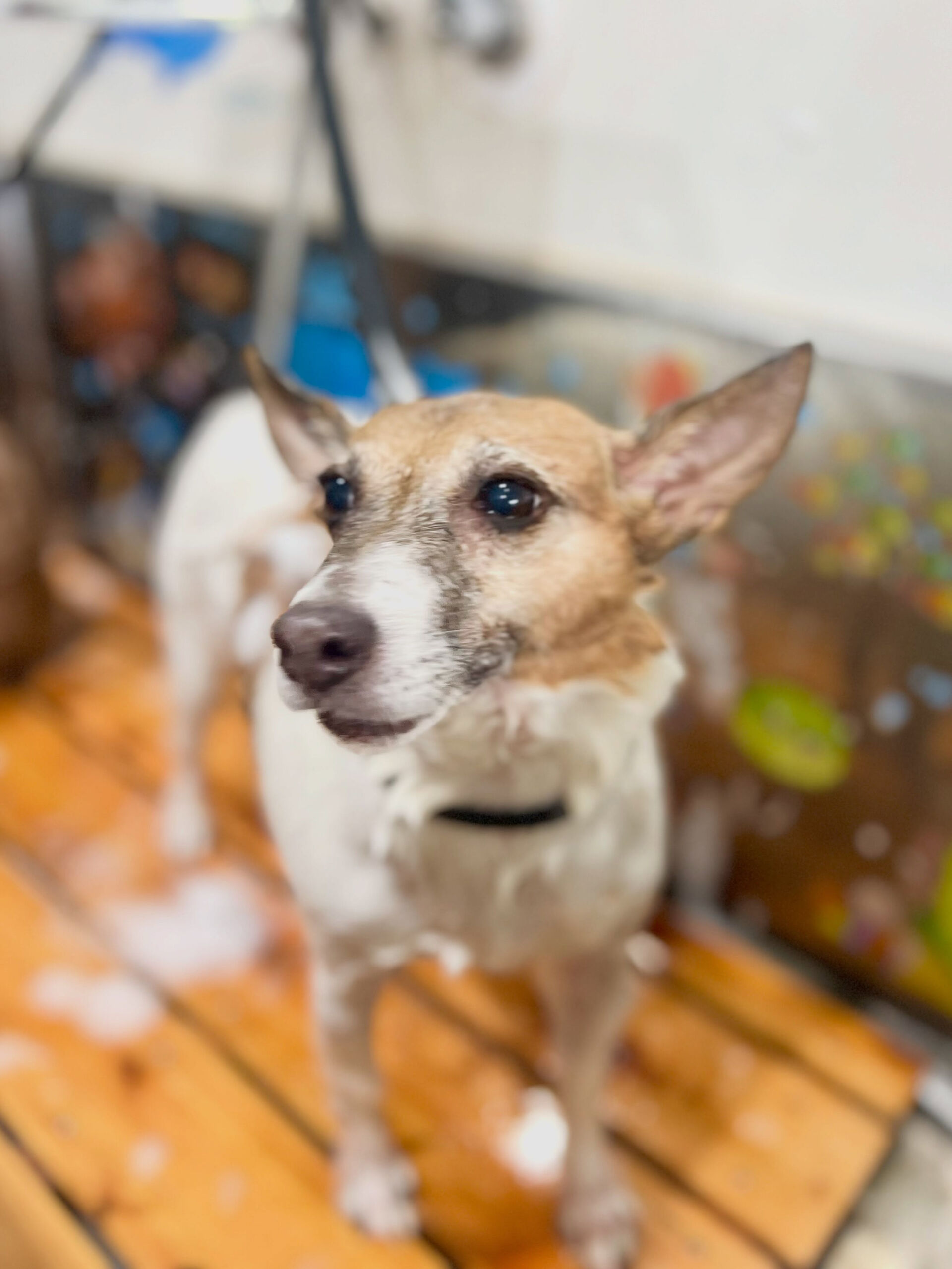 来店いただいた、ジャックラッセルのアイズちゃんです🐶✨