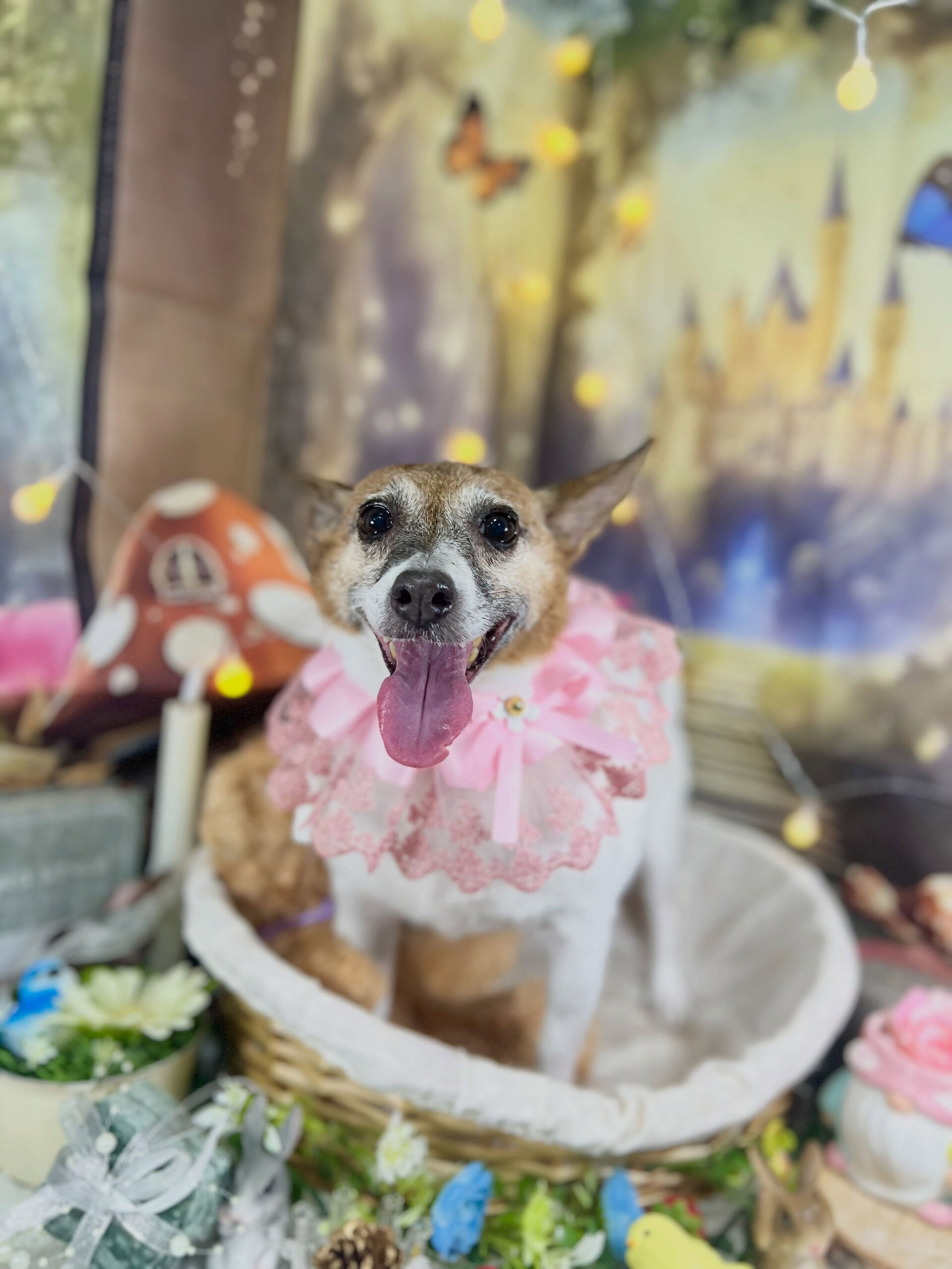 来店いただいた、ジャックラッセルのアイズちゃんです🐶✨