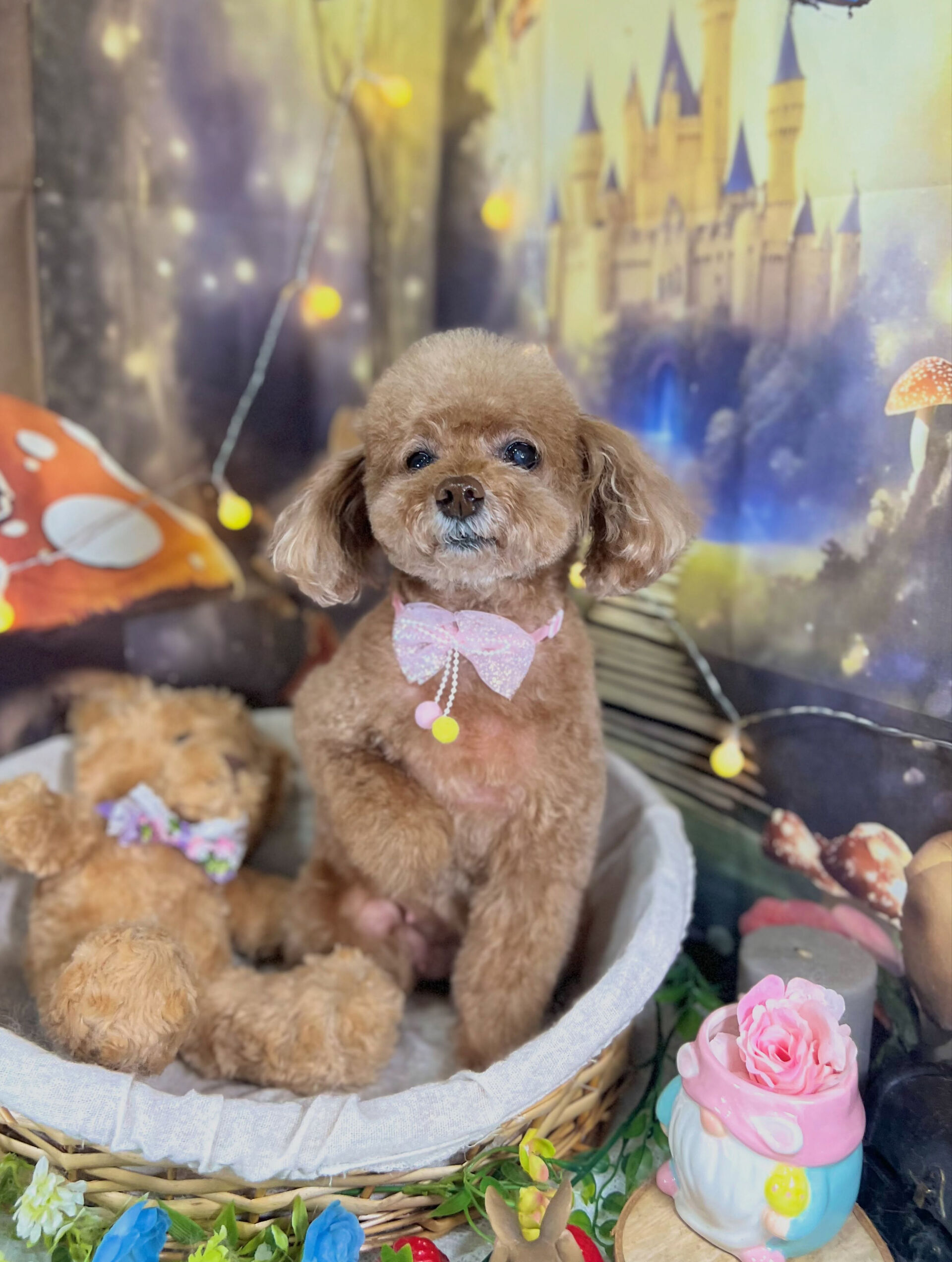 来店いただいた、トイプードルのちこちゃんです🐶✨