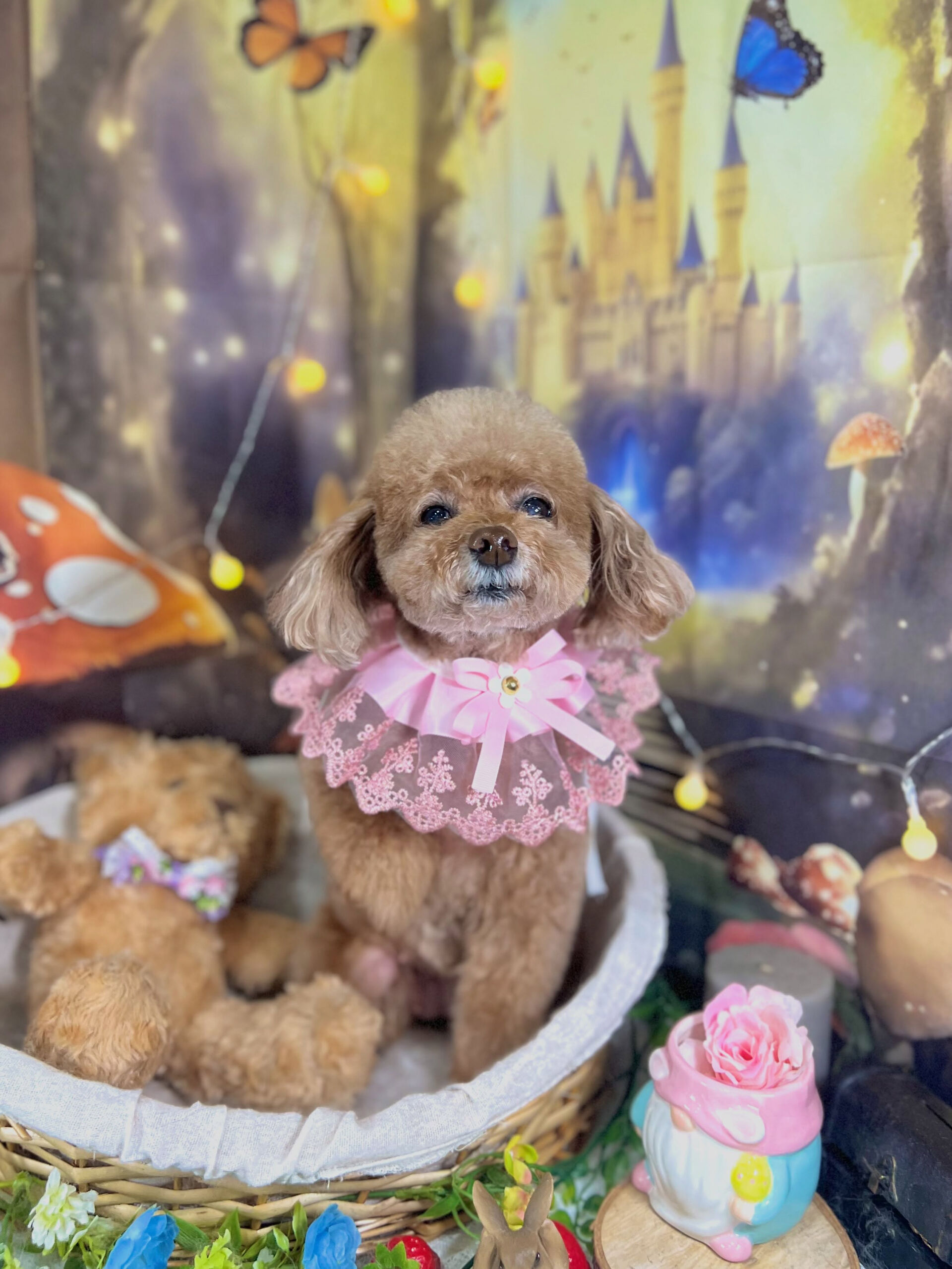 来店いただいた、トイプードルのちこちゃんです🐶✨