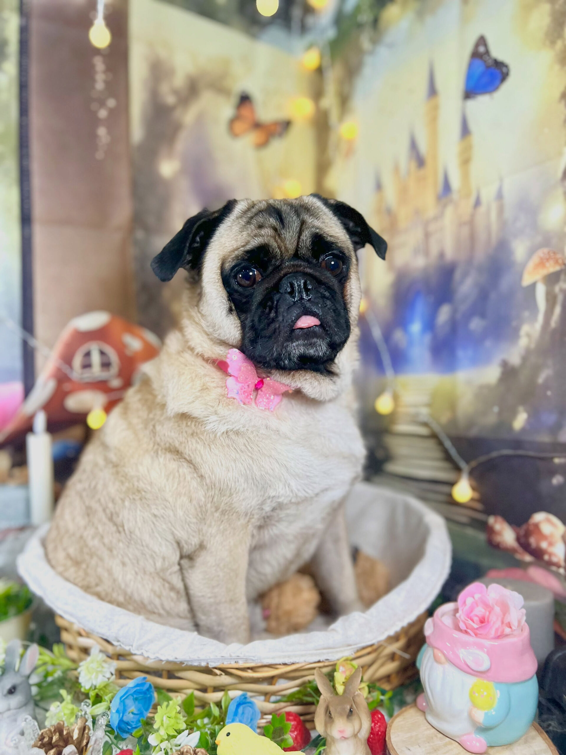 来店いただいた、パグのブッチャーくんです🐶✨