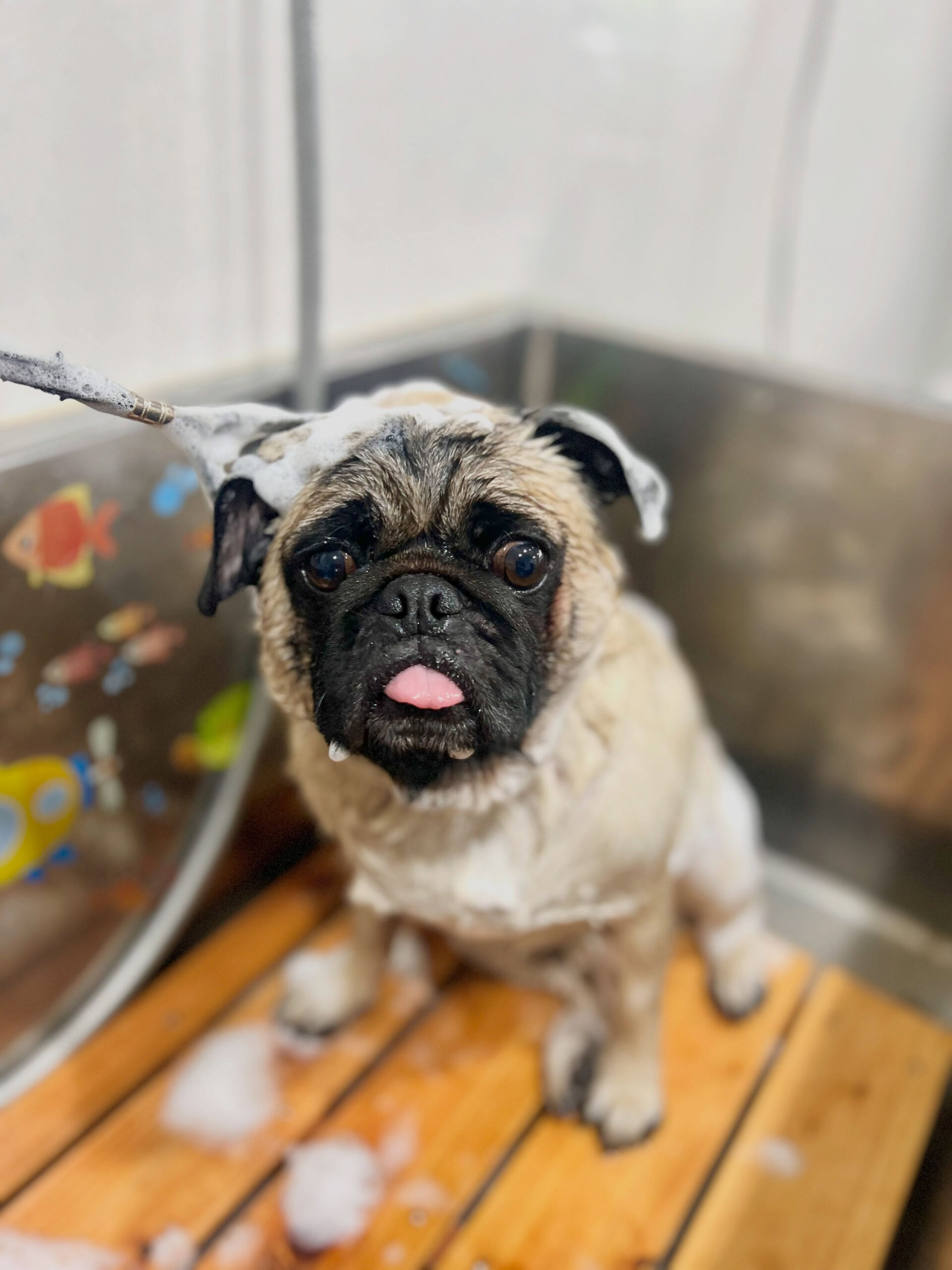 来店いただいた、パグのブッチャーくんです🐶✨
