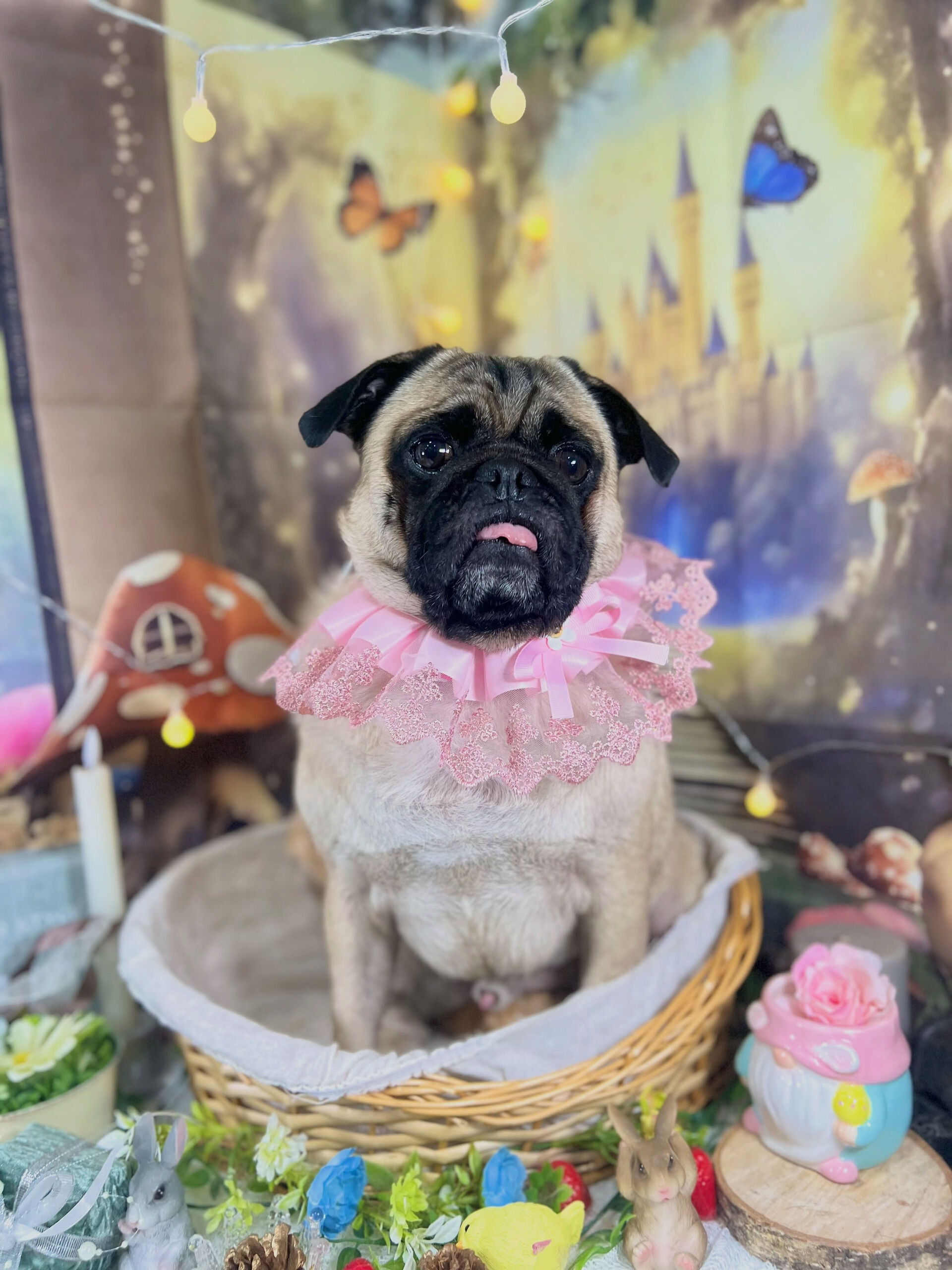来店いただいた、パグのブッチャーくんです🐶✨
