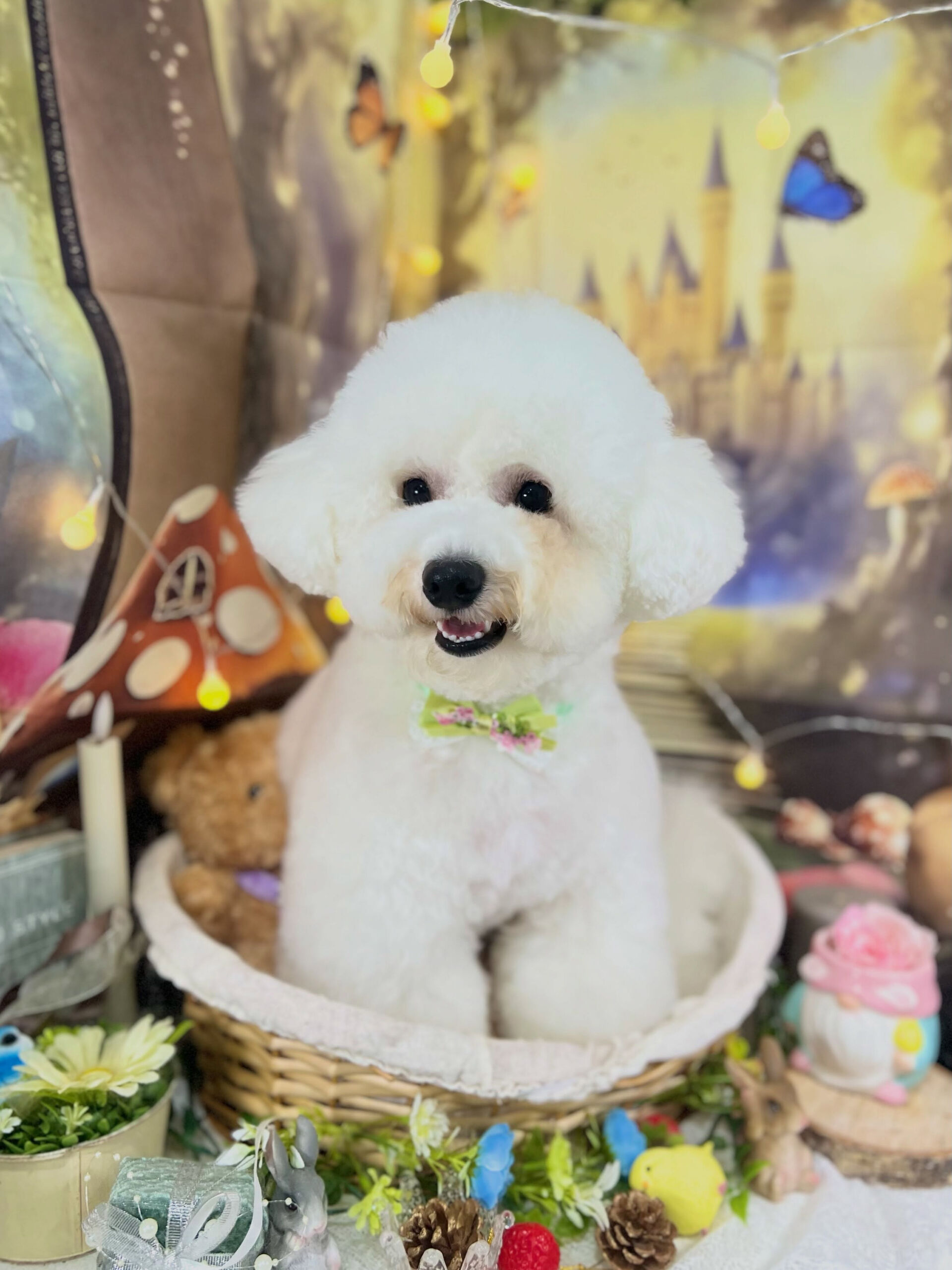 来店いただいた、ビションのららちゃんです🐶✨