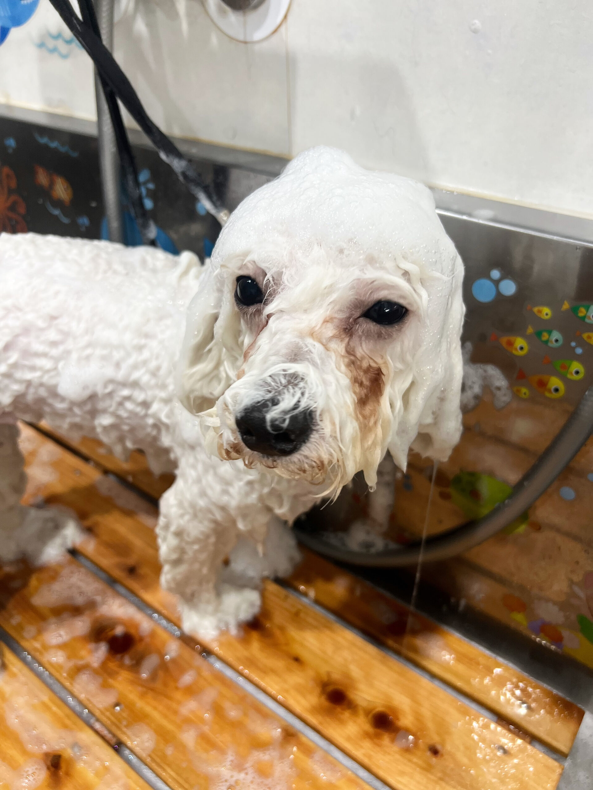 来店いただいた、ビションのららちゃんです🐶✨