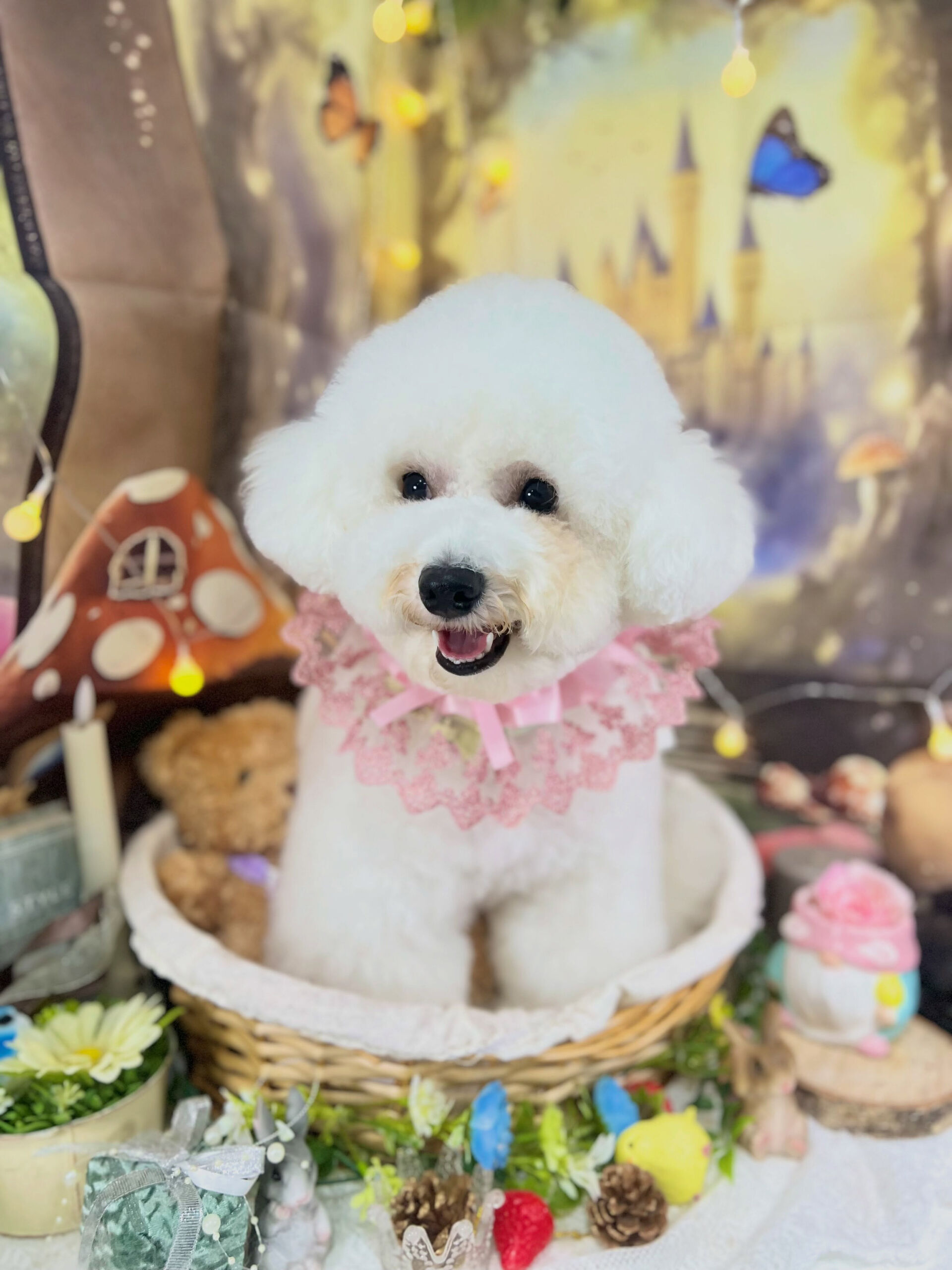 来店いただいた、ビションのららちゃんです🐶✨