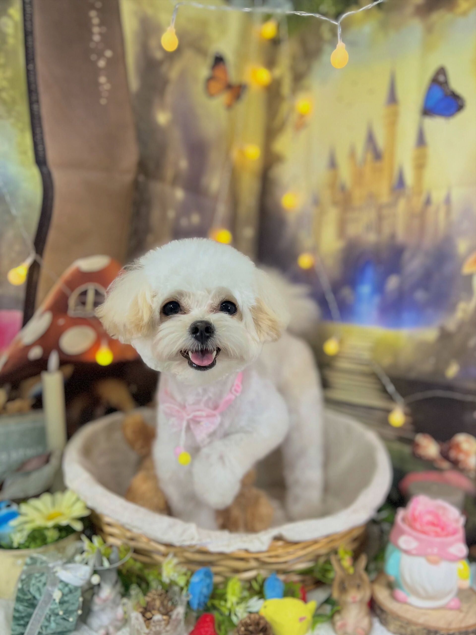 来店いただいた、ポメプーのあんちゃんです🐶✨