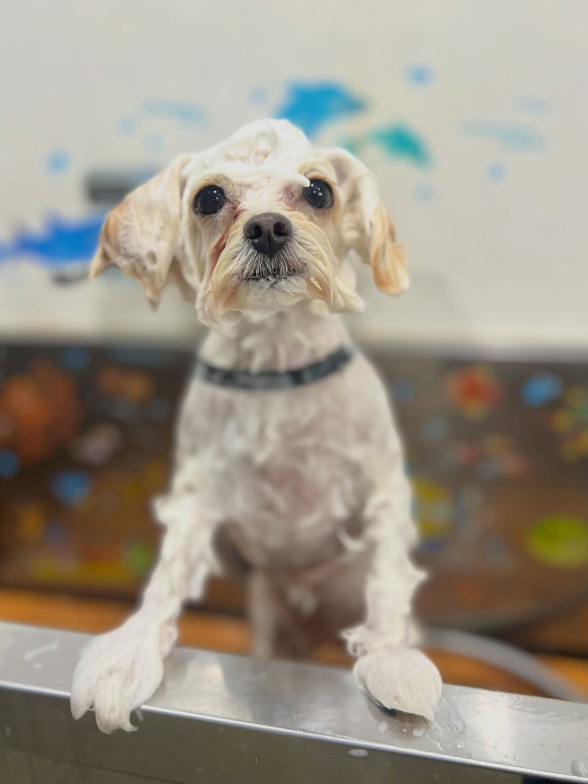 来店いただいた、ポメプーのあんちゃんです🐶✨