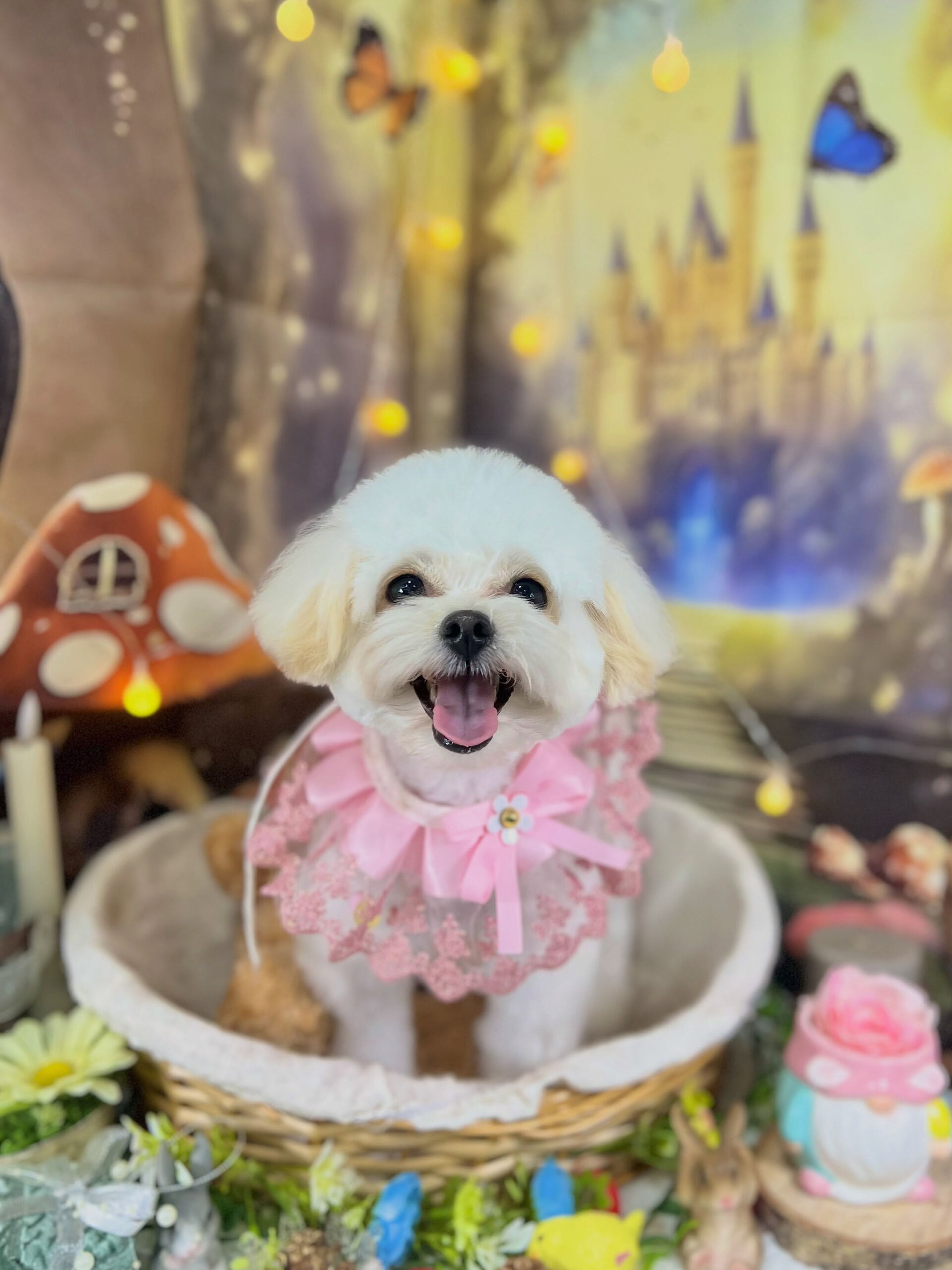 来店いただいた、ポメプーのあんちゃんです🐶✨