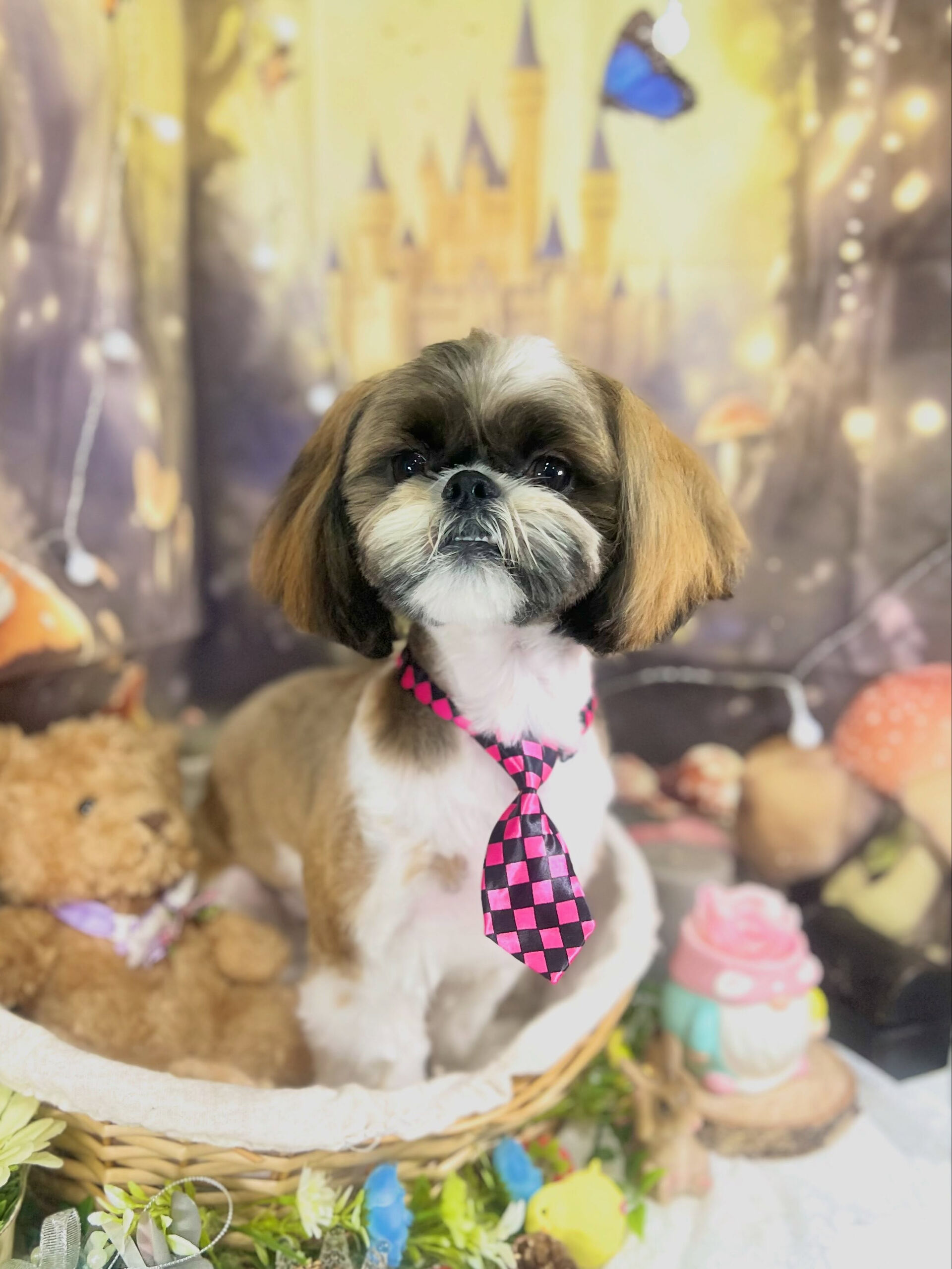 来店いただいた、シーズーのベラくんです🐶✨