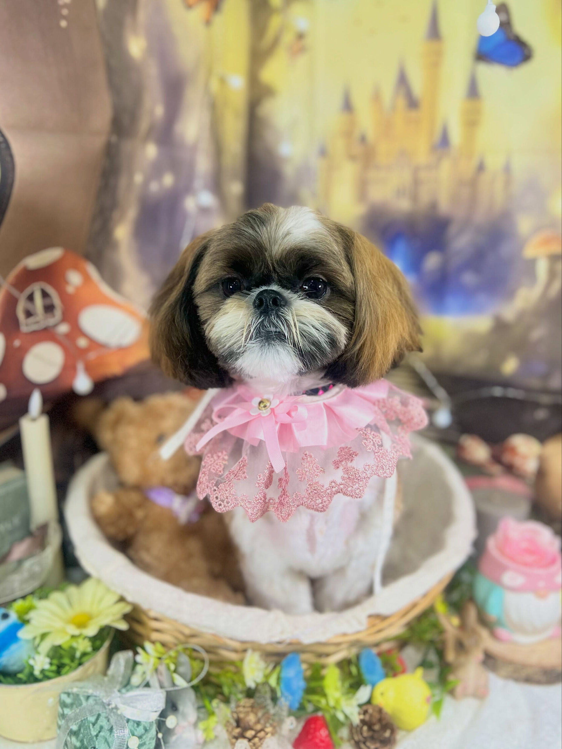 来店いただいた、シーズーのベラくんです🐶✨