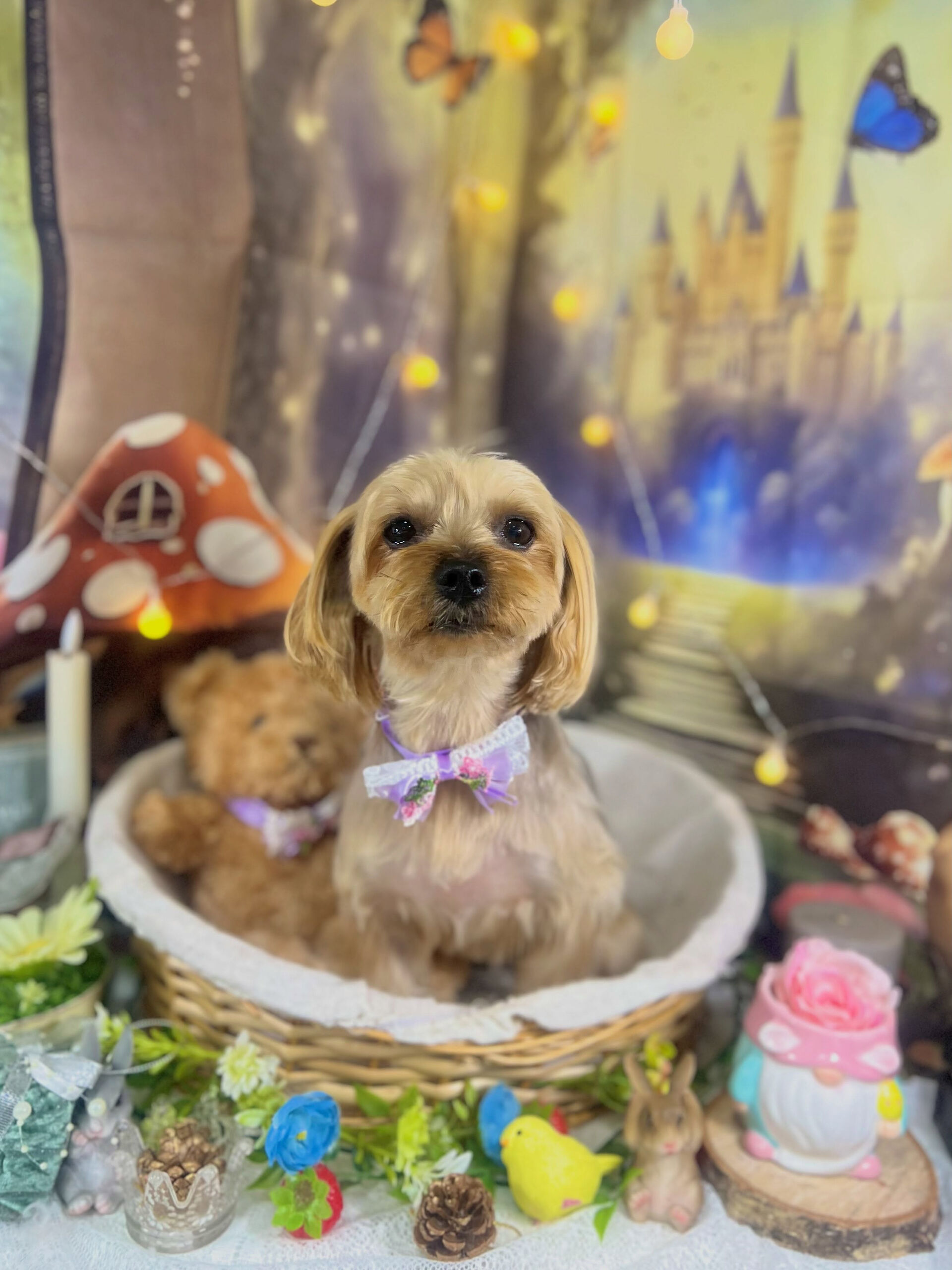 来店いただいた、ヨーキーのマリーちゃんです🐶✨