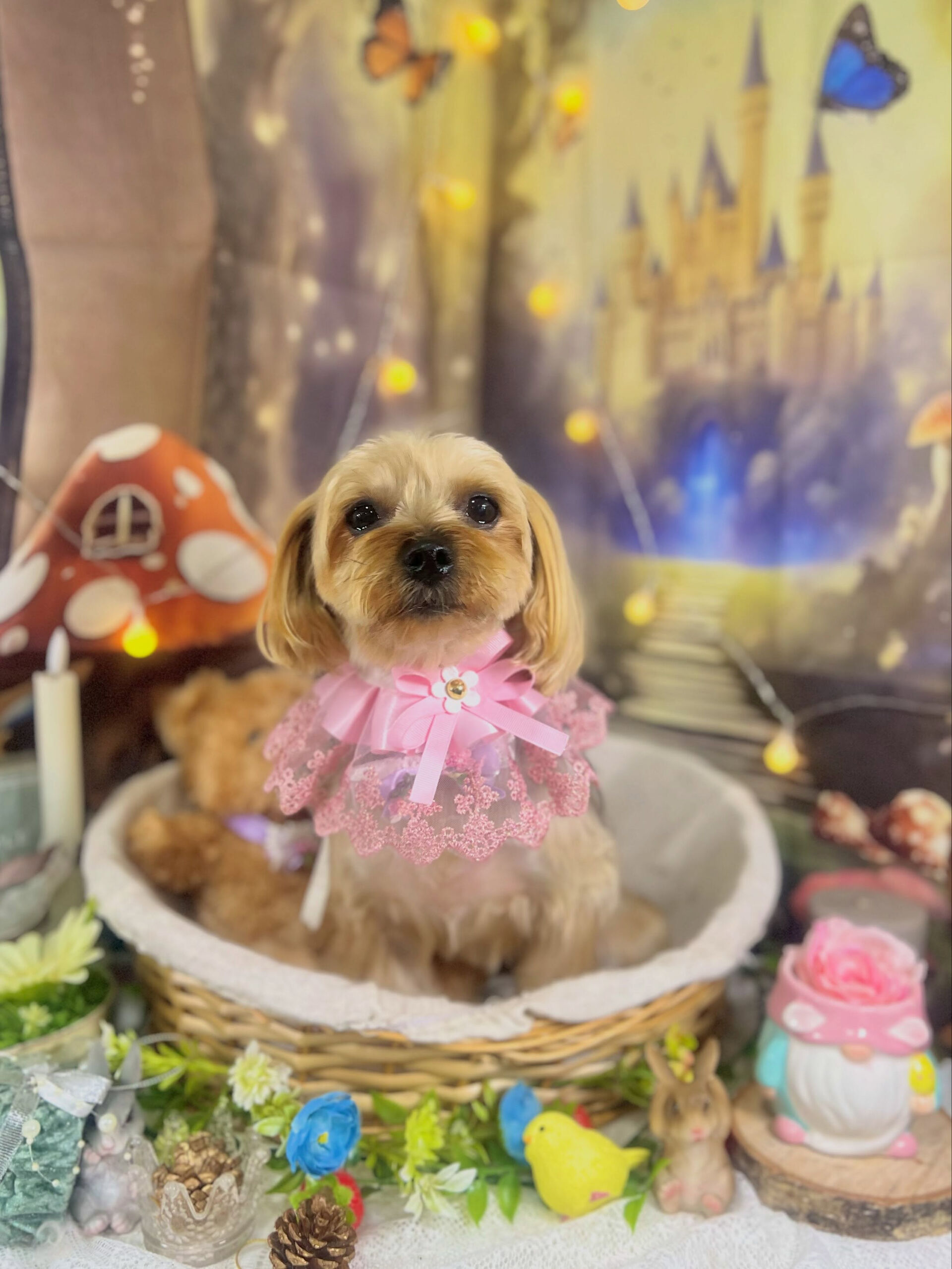 来店いただいた、ヨーキーのマリーちゃんです🐶✨