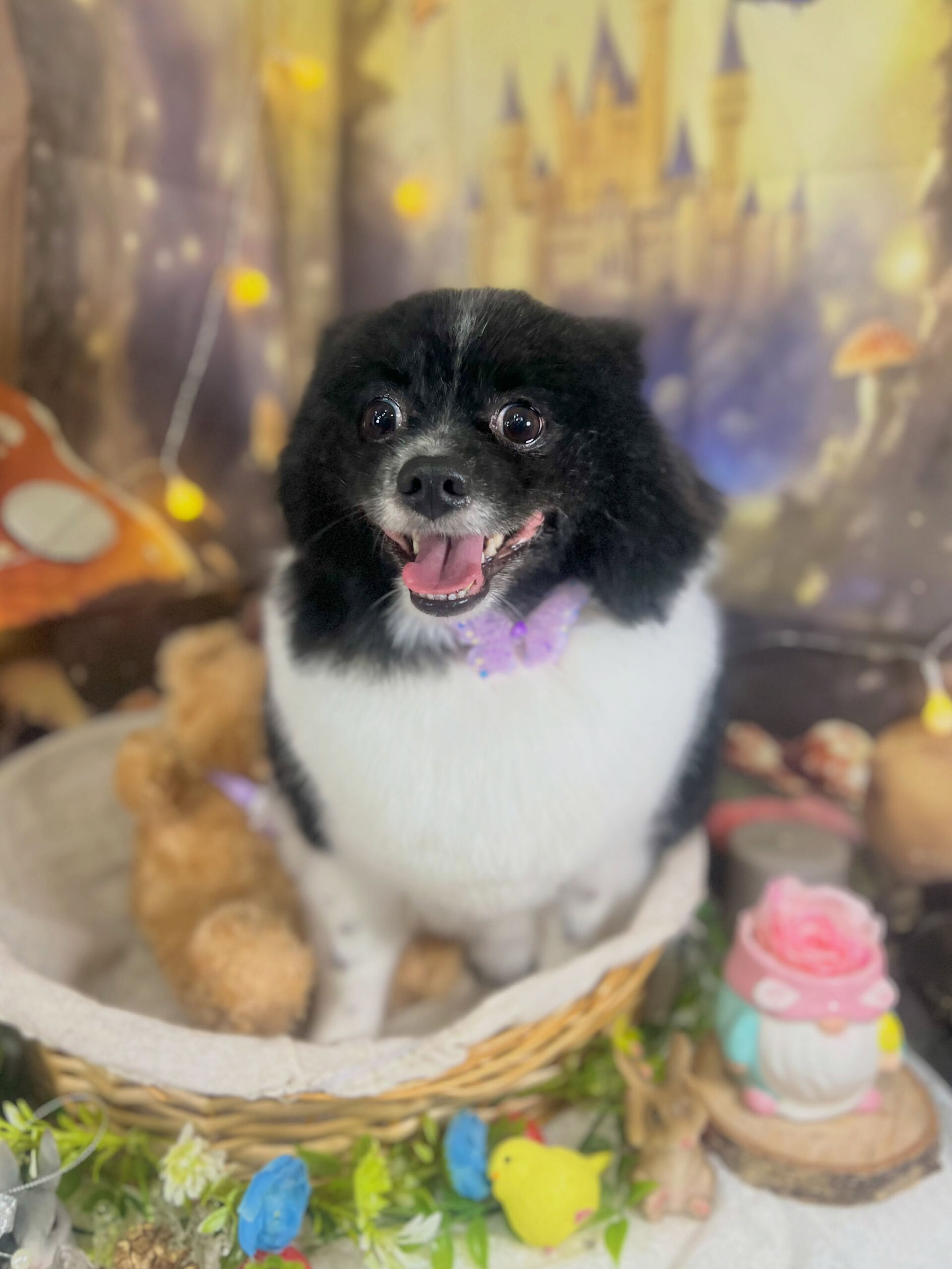 来店いただいた、ポメラニアンのだいふくくんです🐶✨