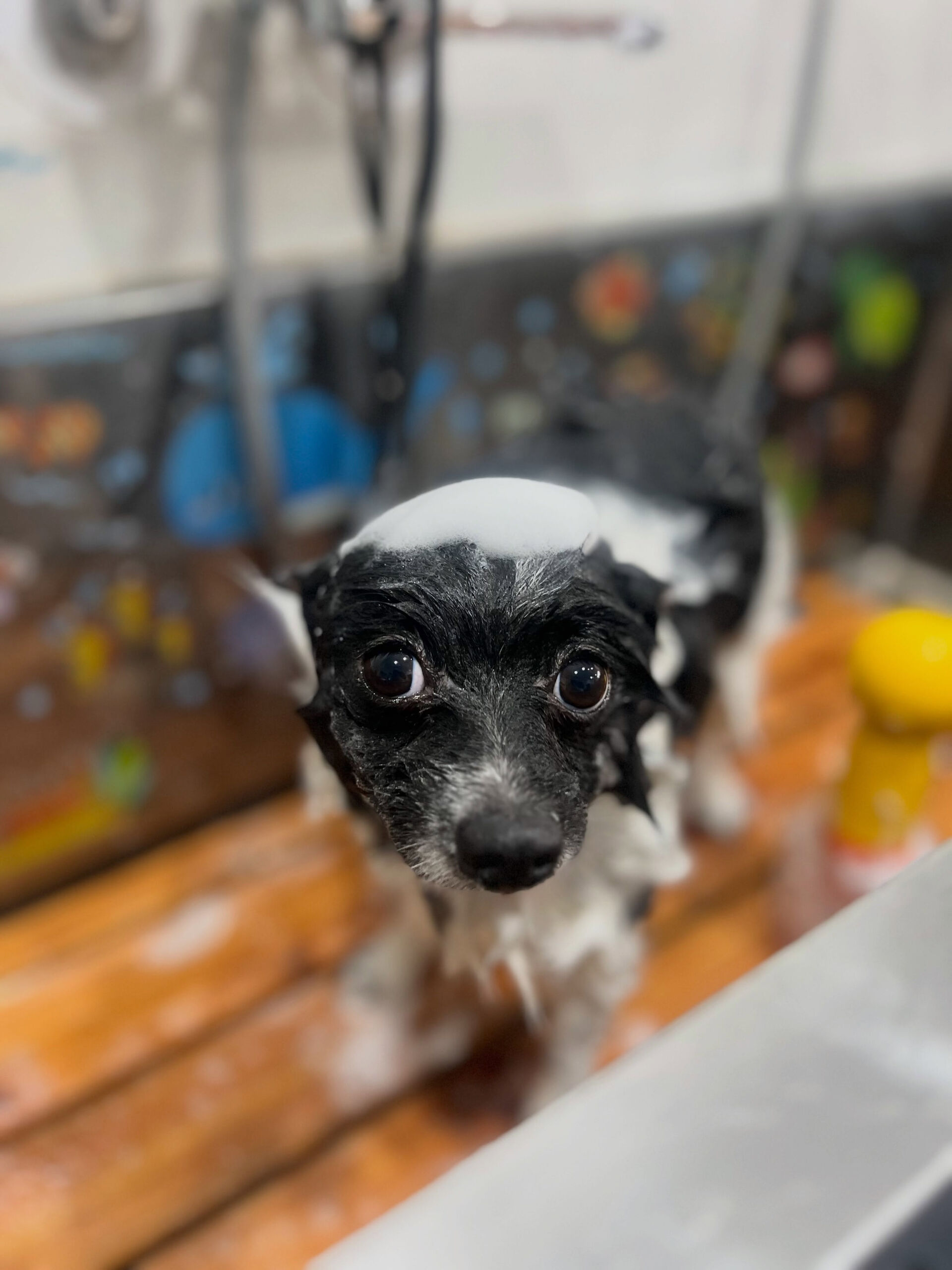 来店いただいた、ポメラニアンのだいふくくんです🐶✨